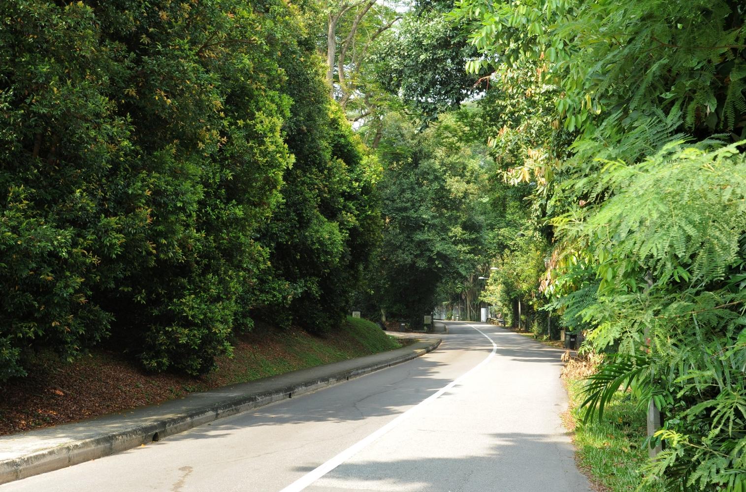 A paved road with a white line runs through a lush, green forest with dense trees and vegetation on both sides.