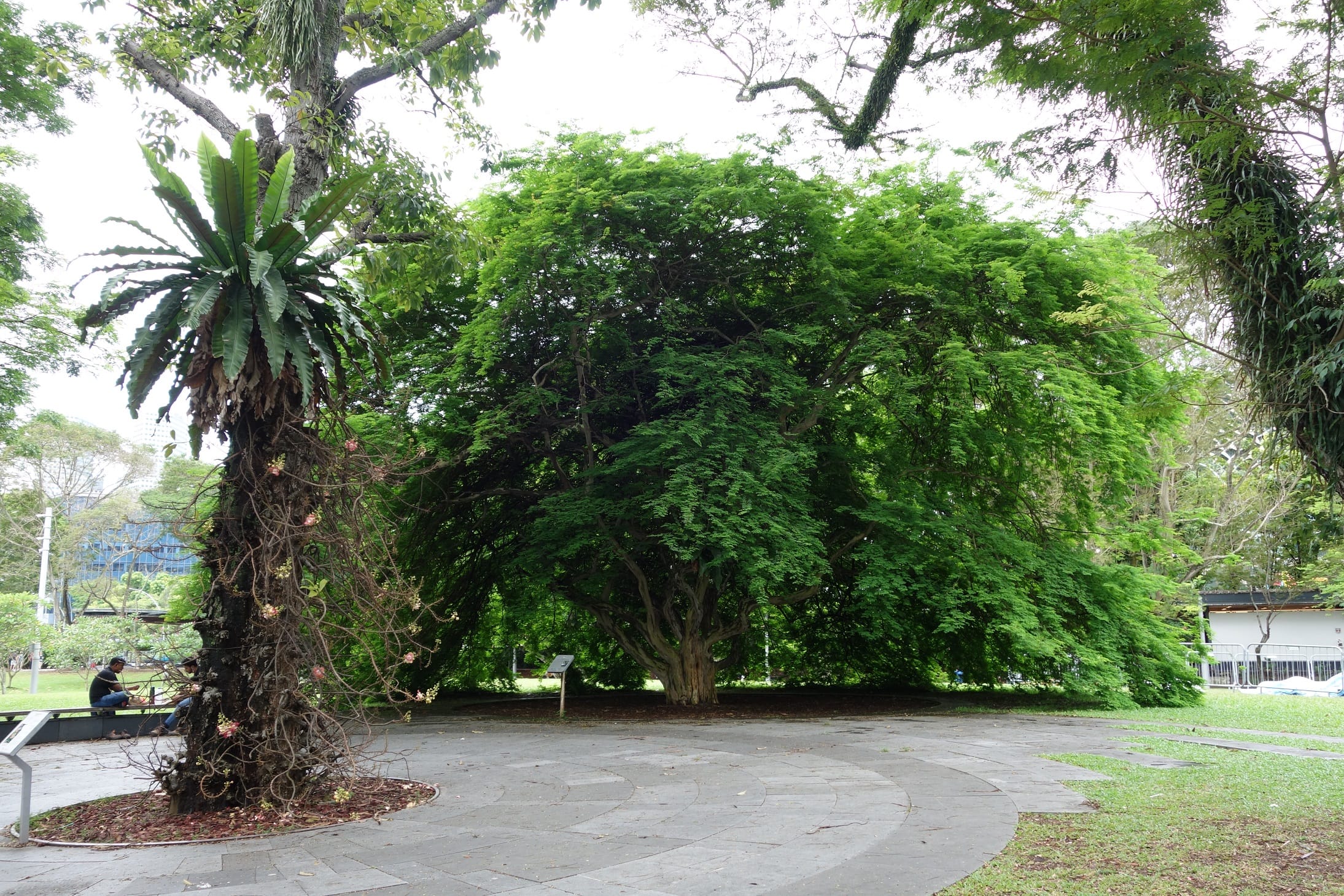 A large tree with dense green foliage next to a paved area in a park, with a man sitting on a bench in the background.