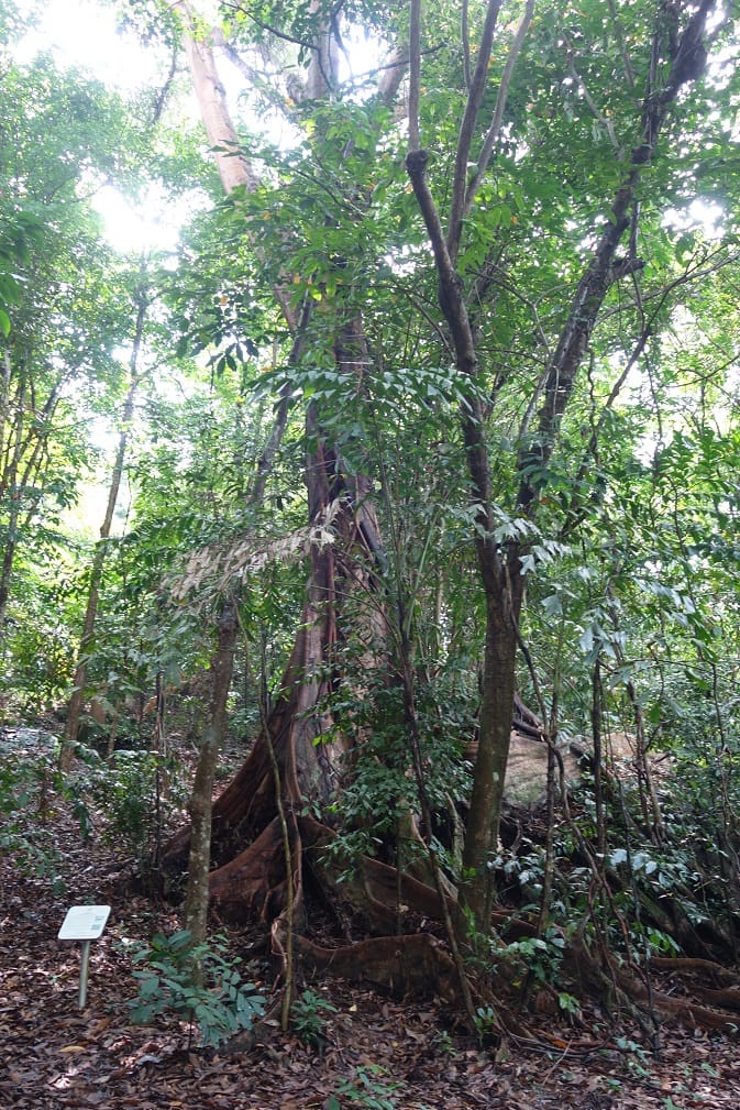A large tree with extensive roots in a dense, green forest with a sign at the base on the left side.