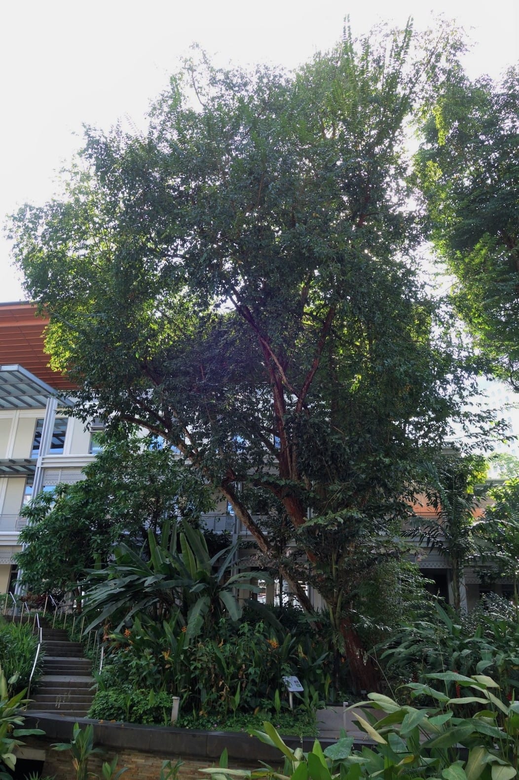 A large tree surrounded by lush greenery stands beside a modern building with a staircase.