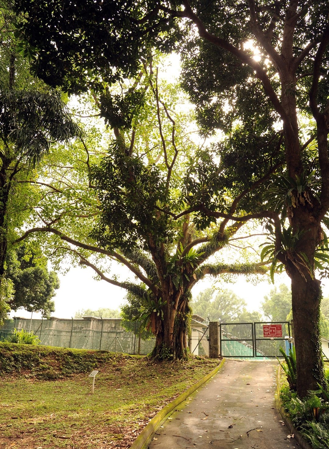 A lush green tree with dense foliage with a fence in the background viewed from underneath other trees