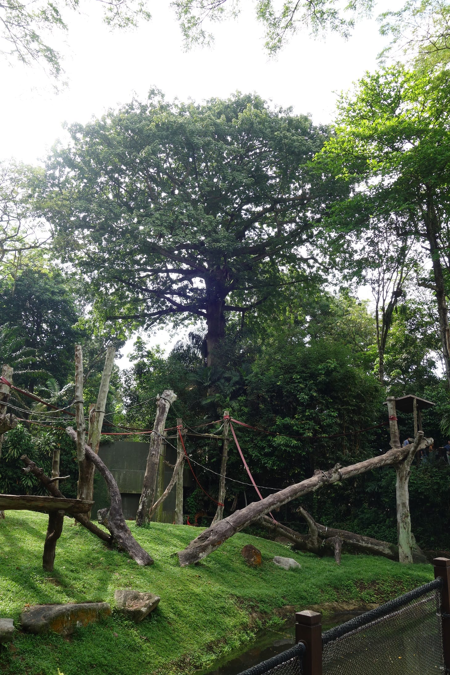 A large tree surrounded by dense foliage with wooden climbing structures and ropes on a grassy area.