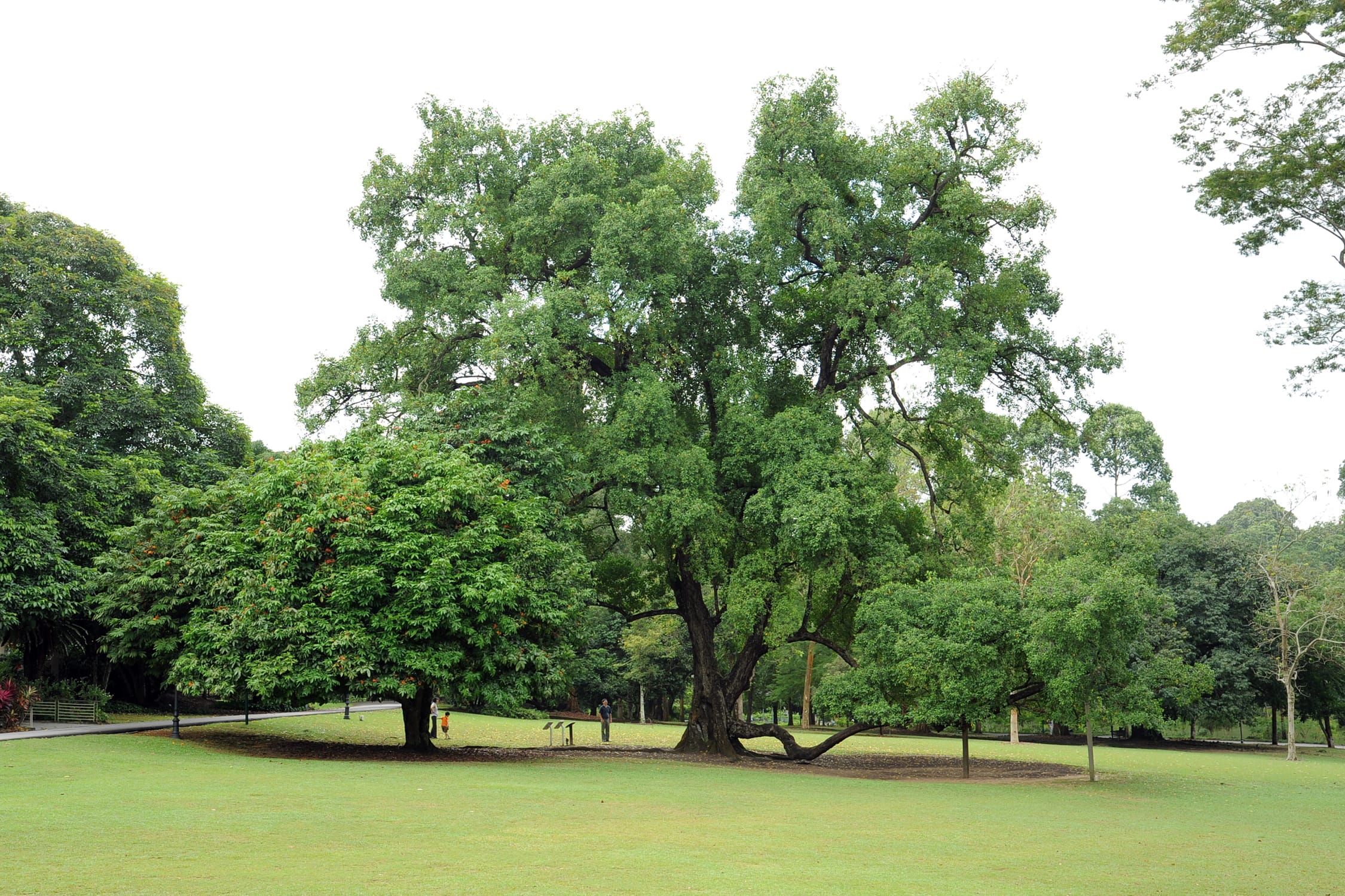 A large, lush tree surrounded by grass, with a few people in the background and a clear sky.