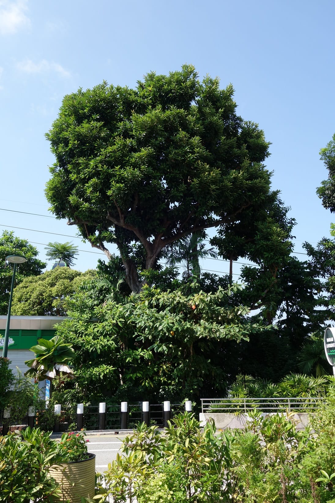 A large, leafy tree stands beside a paved road lined with bushes and small plants, under a clear blue sky.