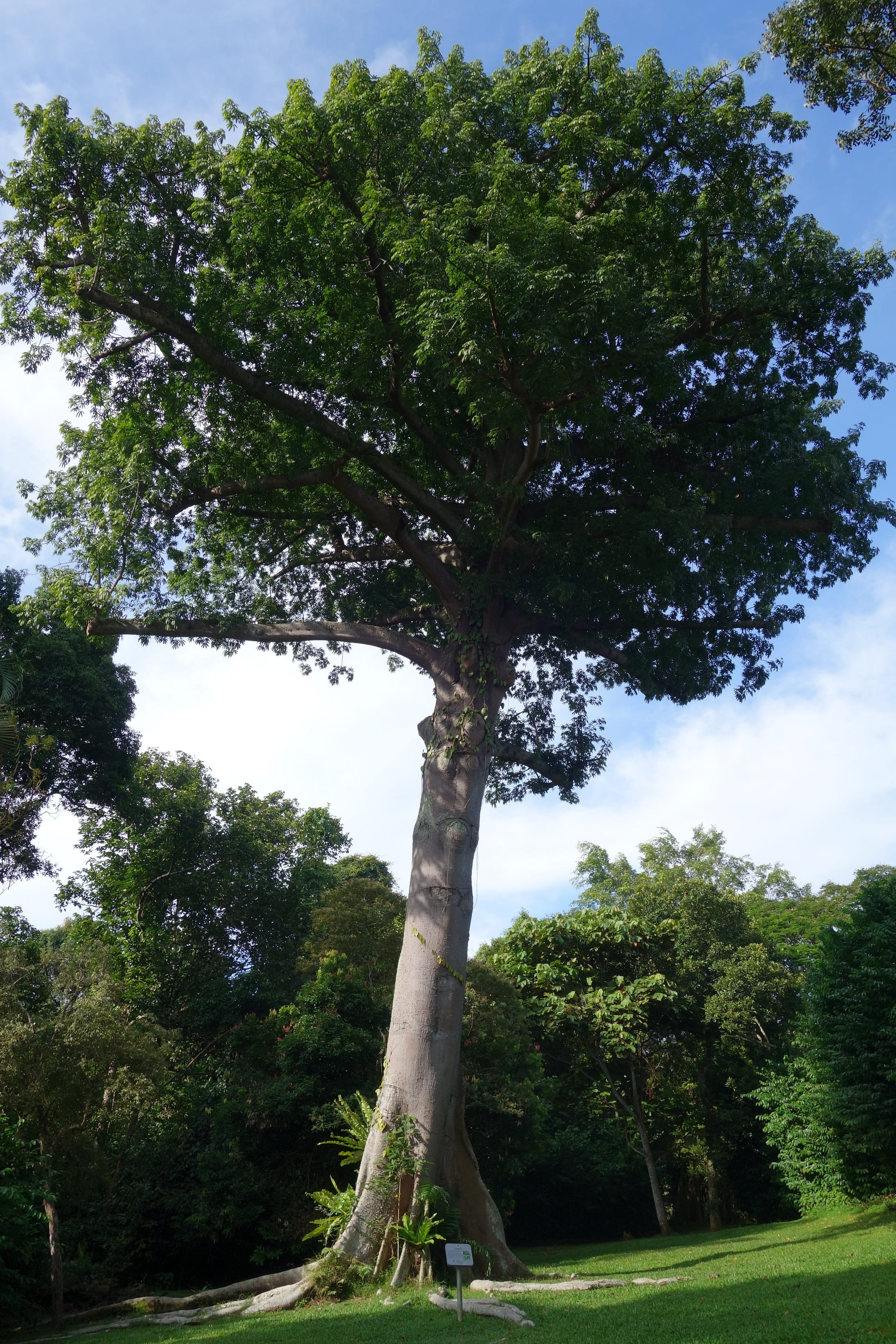 A tall tree with a thick trunk and dense green foliage, surrounded by lush greenery under a blue sky.