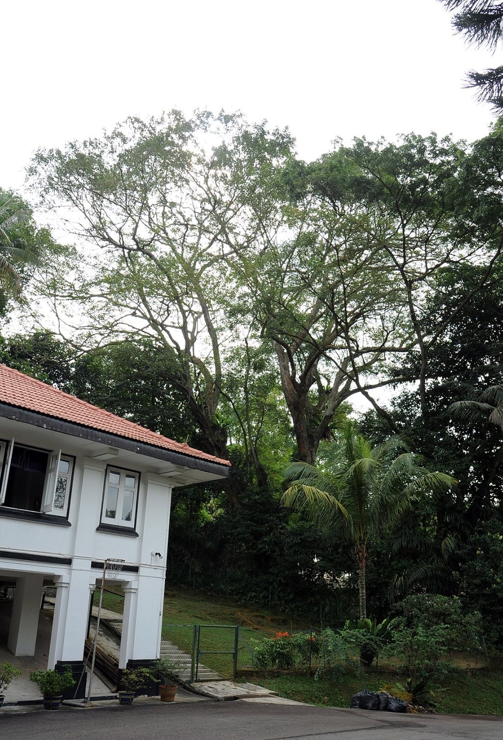 A house with a red tile roof beside a lush, green hillside with tall trees and dense foliage.