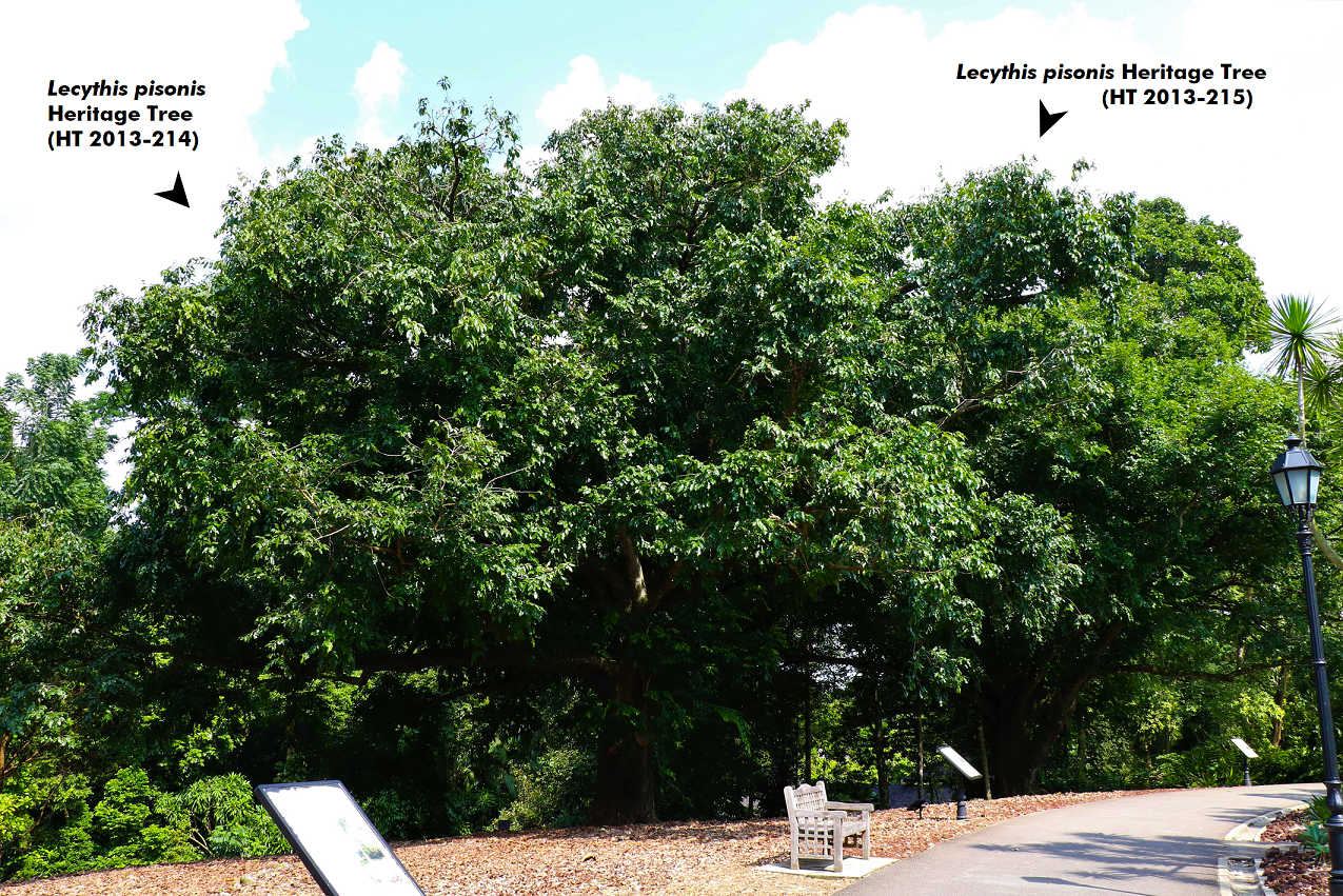 Two Lecythis pisonis heritage trees beside a path with a bench, signboards, and a lamppost on a sunny day.
