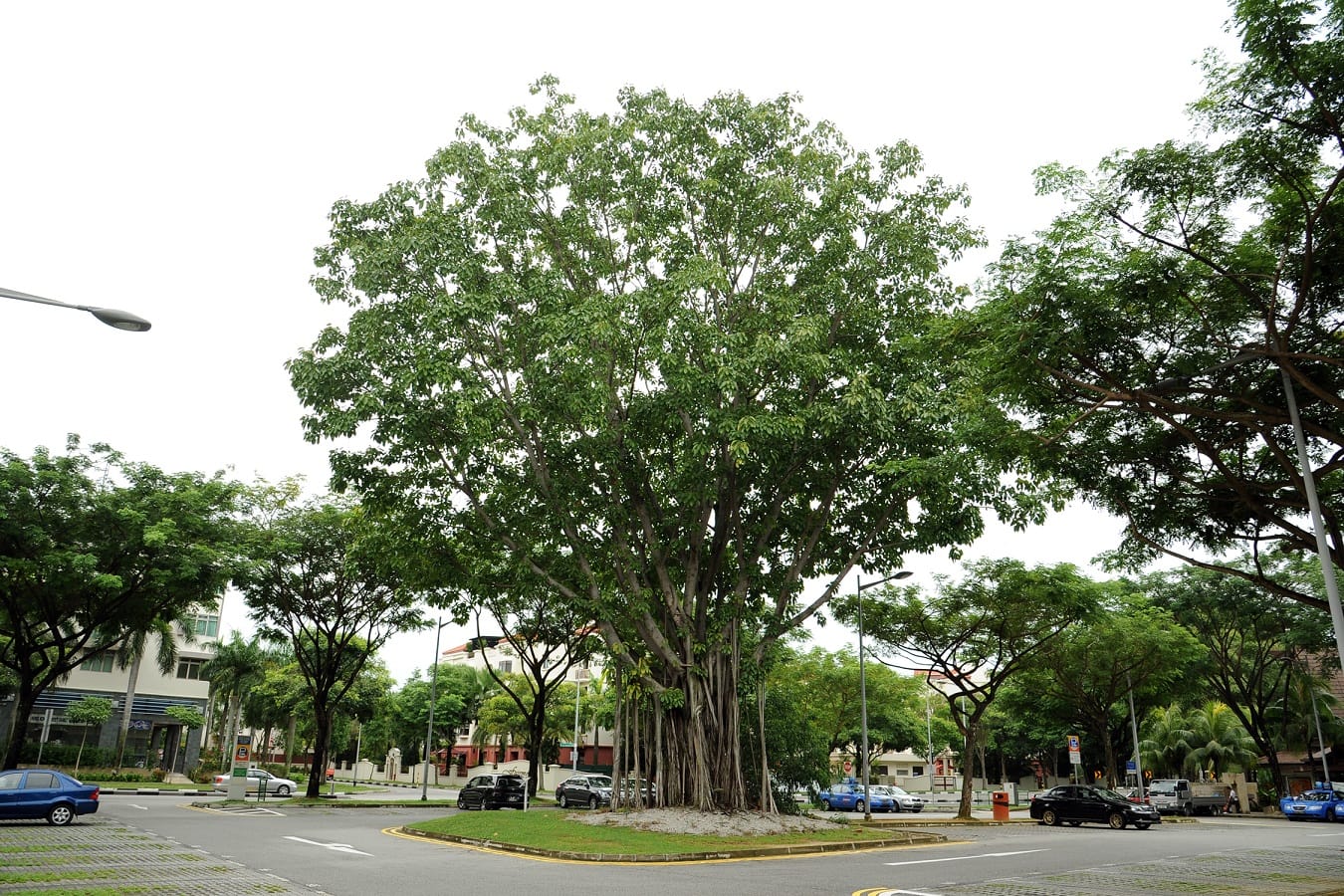 A large tree stands in the center of a road median in an urban area with surrounding buildings and parked cars.