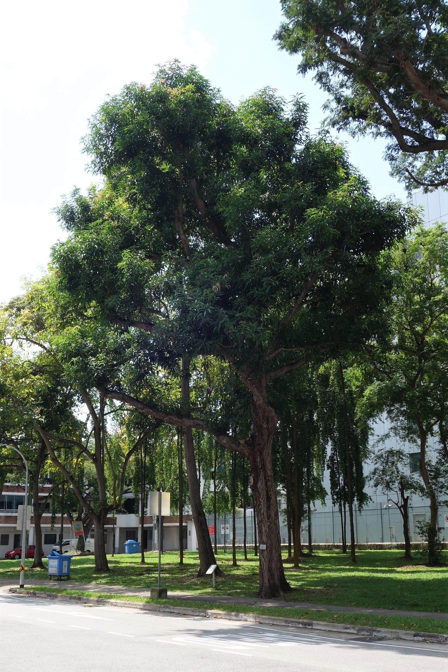 A large tree with dense green foliage stands in a park, with buildings and a sidewalk visible in the background.