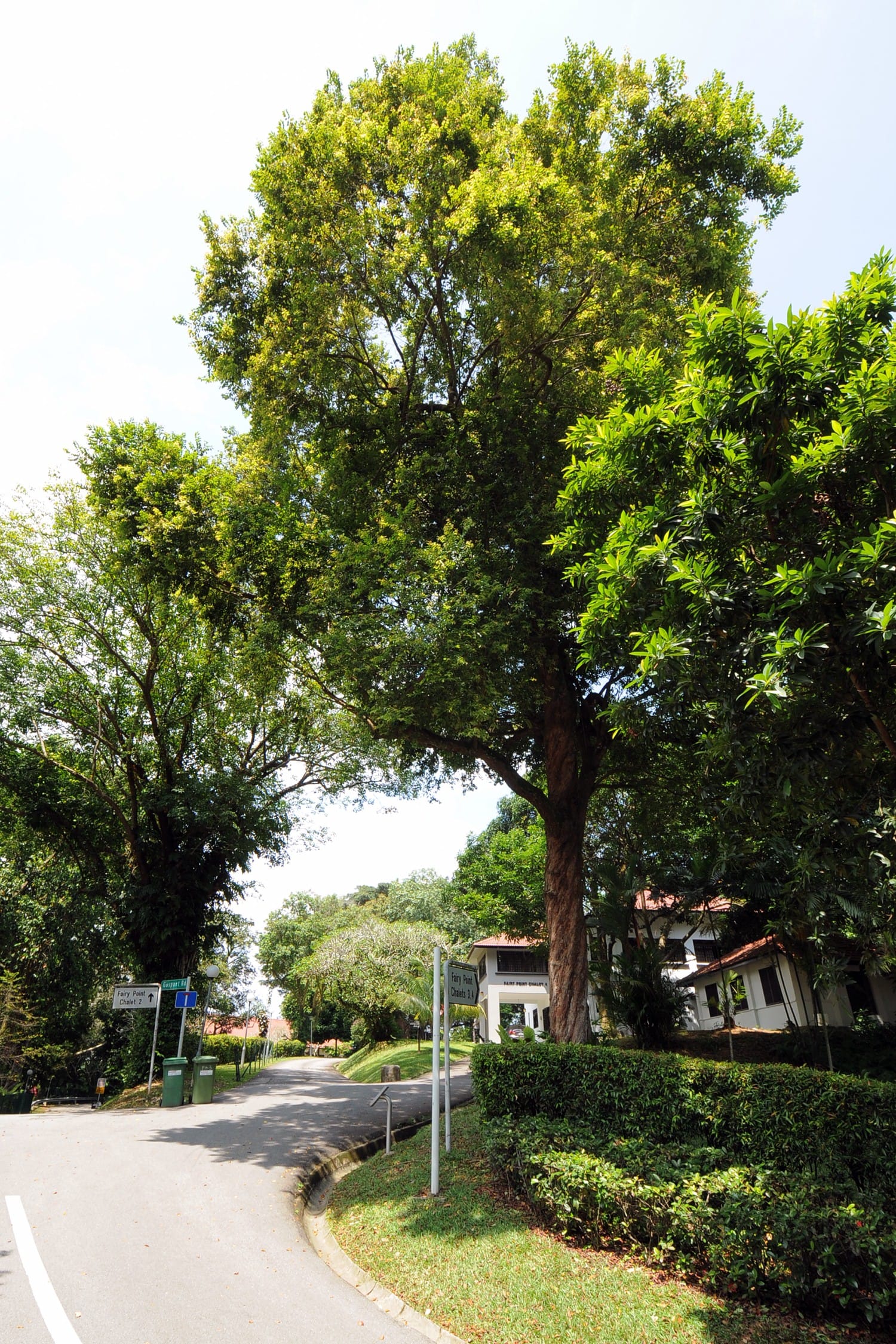 A paved path divides grass and bushes, leading to buildings, surrounded by tall, leafy trees under a bright sky.