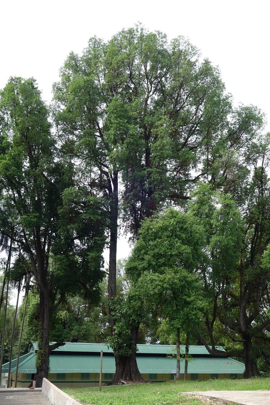 Tall trees with green foliage stand in front of a building with a green roof and beige walls on a grassy area.