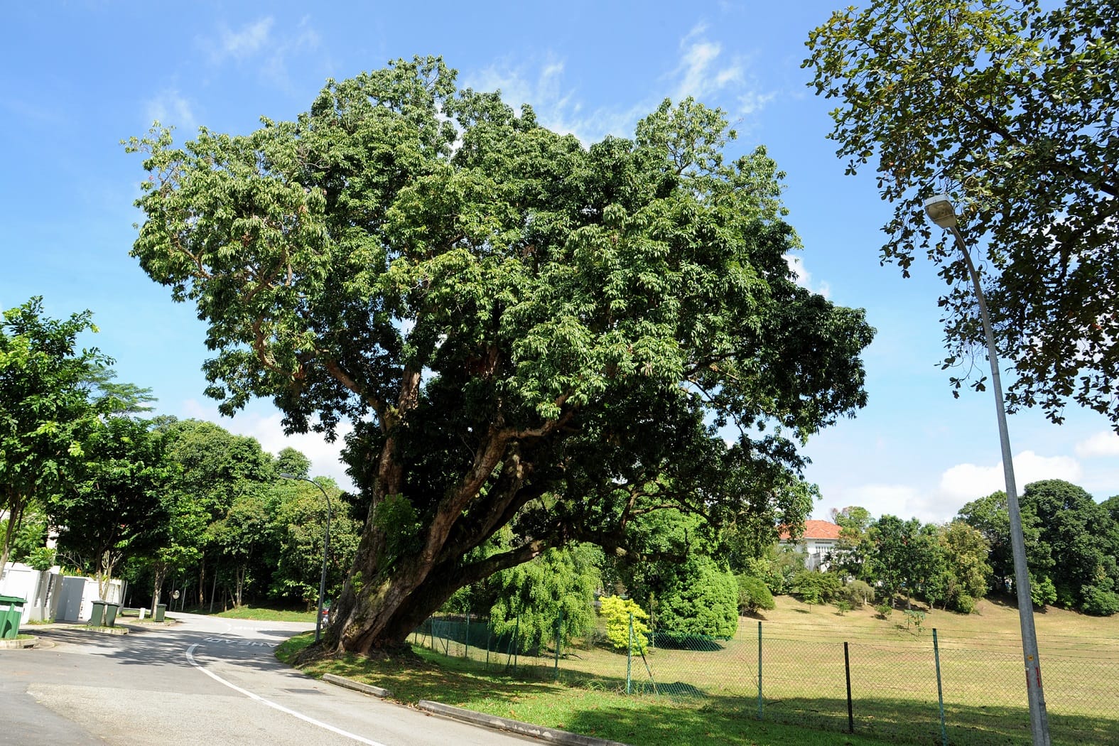 Large leaning tree beside a road and a fenced compound with lawn