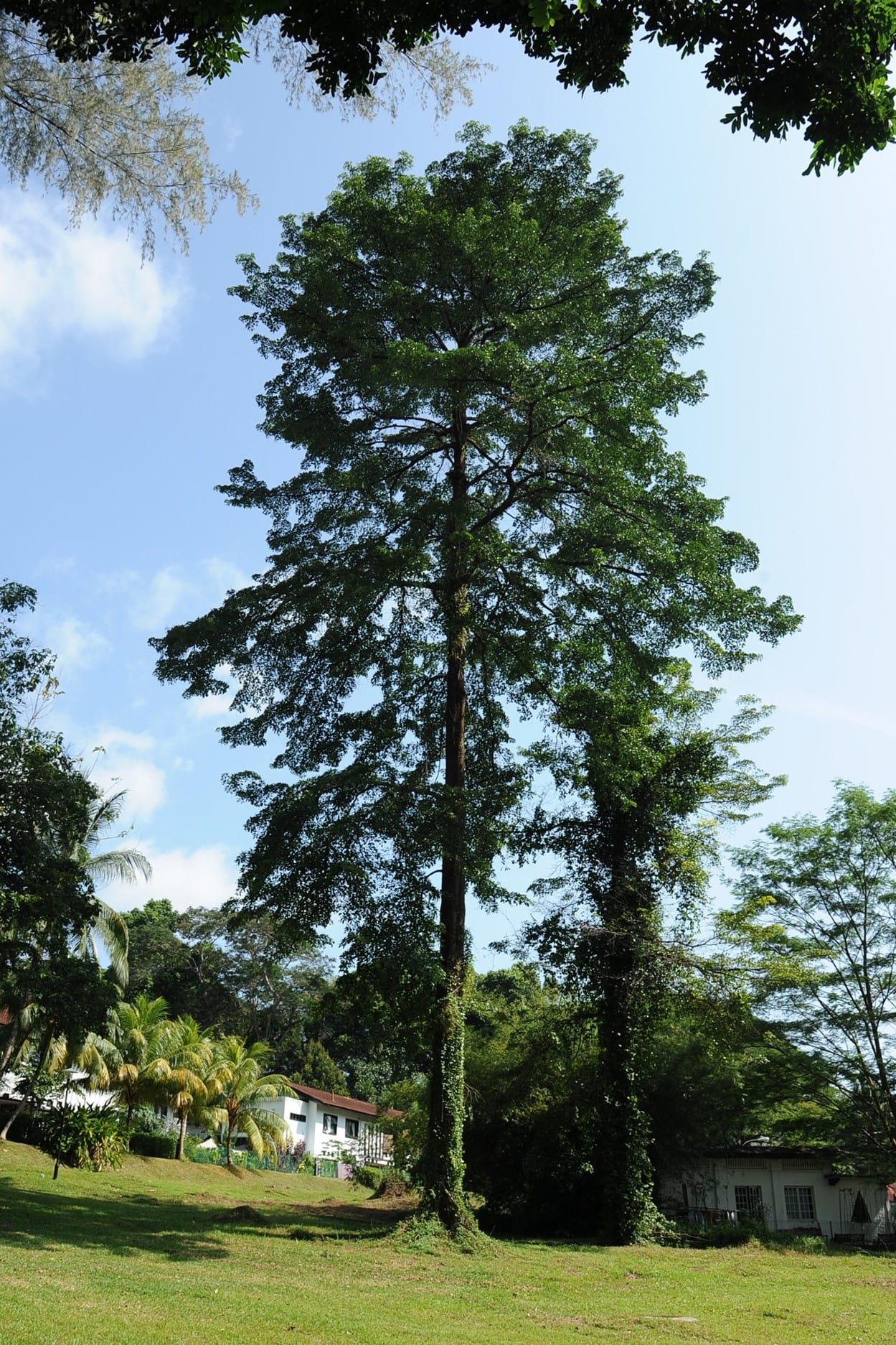 Tall trees stand in a grassy area with houses and other vegetation visible in the background under a clear sky.