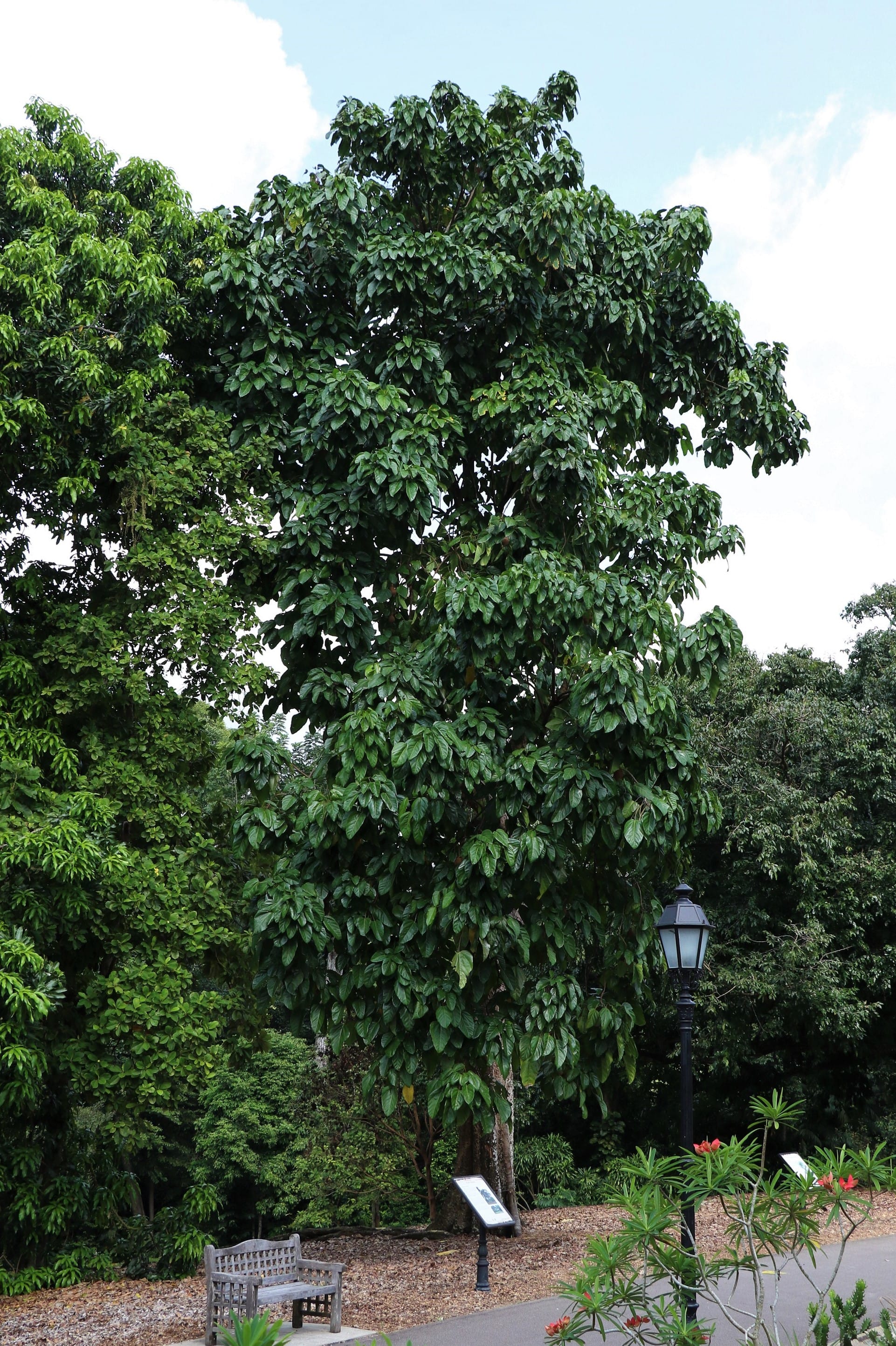 Tall tree with dense green foliage next to a bench and a black lamp post along a walkway in a park.