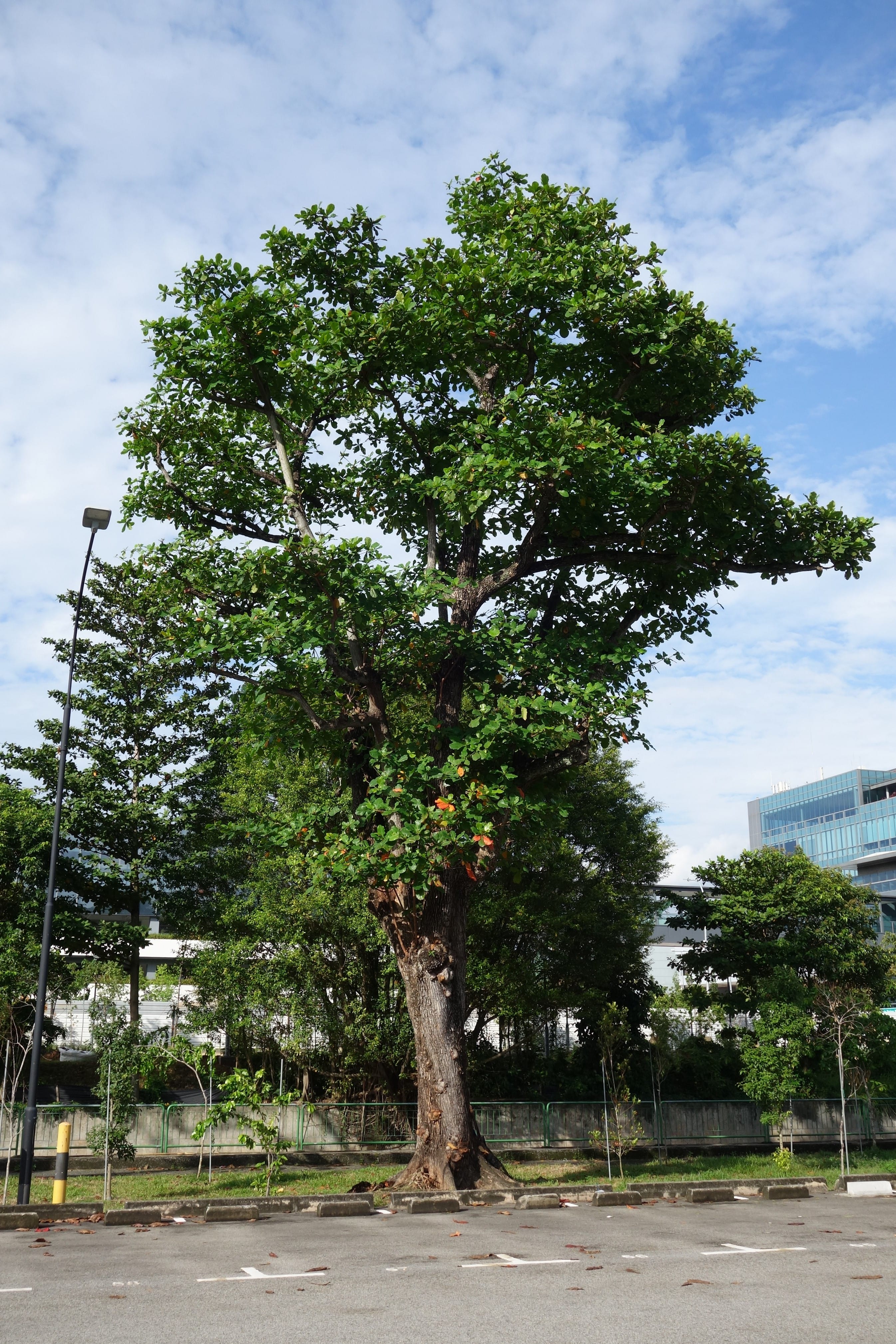A large tree with dense green foliage stands in front of buildings under a partly cloudy sky.
