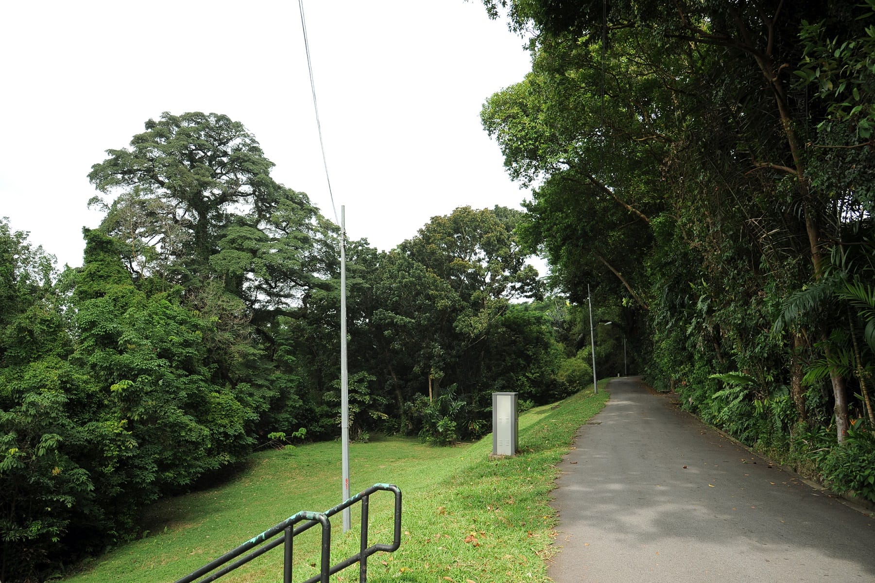 Lush greenery surrounded by grass with a distinct tree at the left and a road at the right side