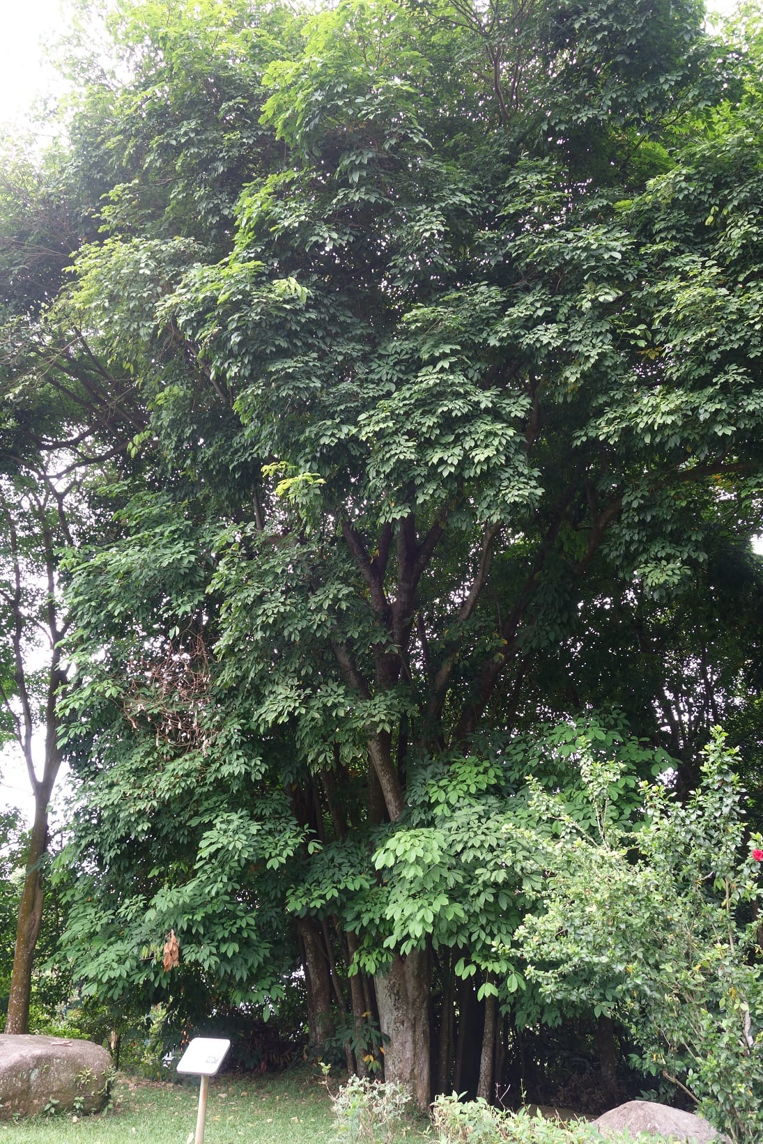 A large, leafy tree with dense green foliage, surrounded by greenery, rocks, and a small informational sign at its base.