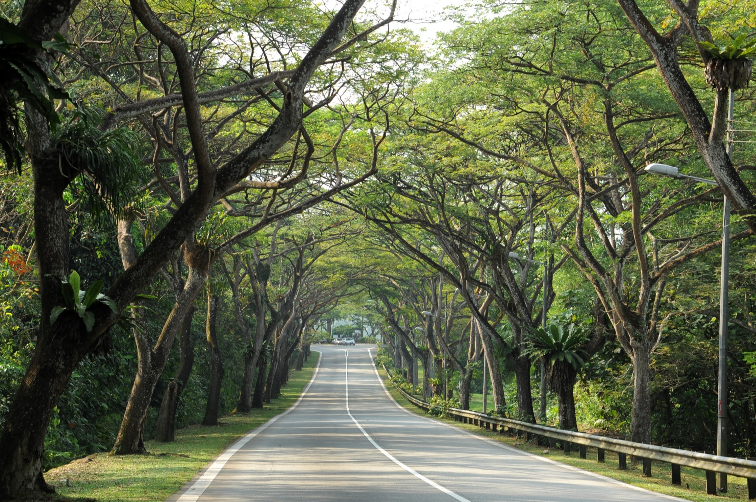 A winding road is bordered by tall, leafy green trees forming an arch canopy over the road.