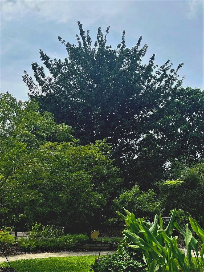 A large tree with dense foliage in the background and smaller plants and greenery in the foreground.