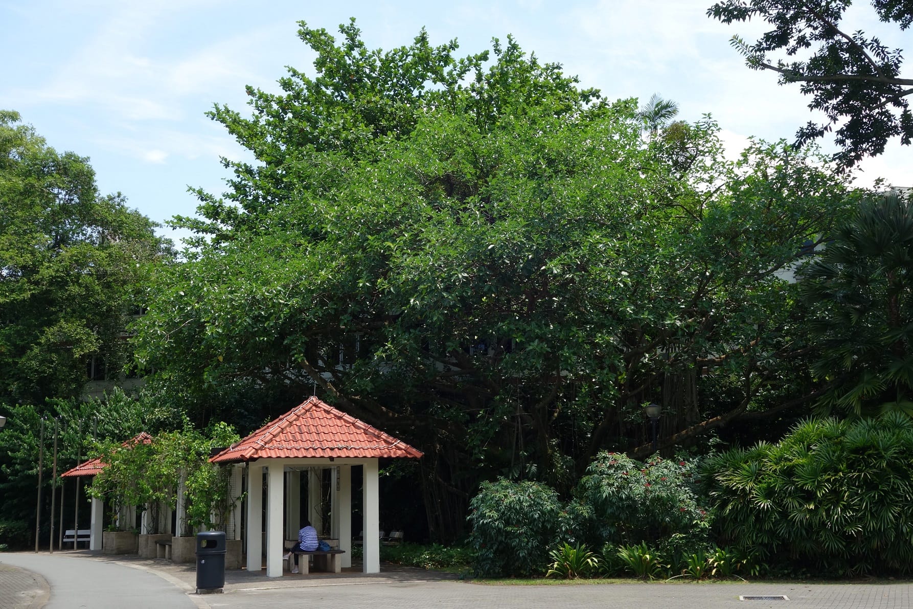 A person sits under a red-roofed pavilion surrounded by lush green trees and plants near a paved pathway.