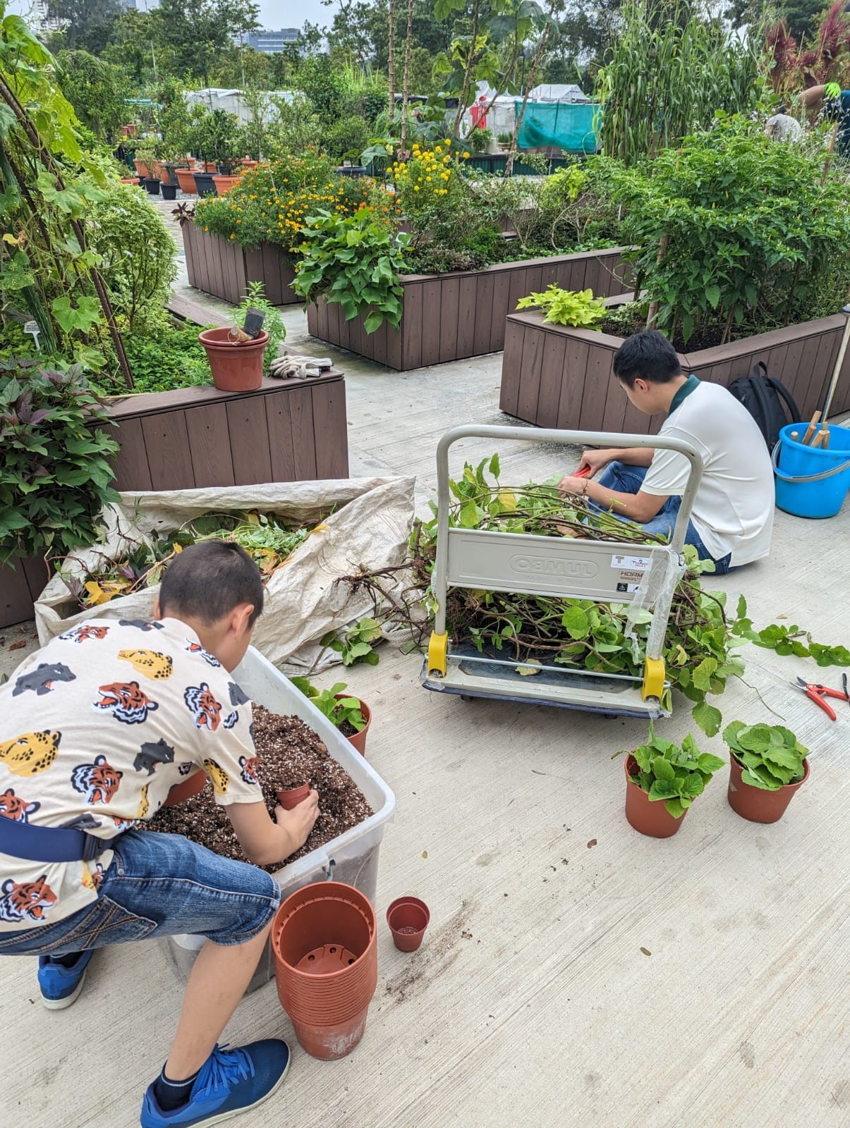 Two people are gardening, one is filling pots with soil and another is trimming plants; surrounded by raised garden beds.