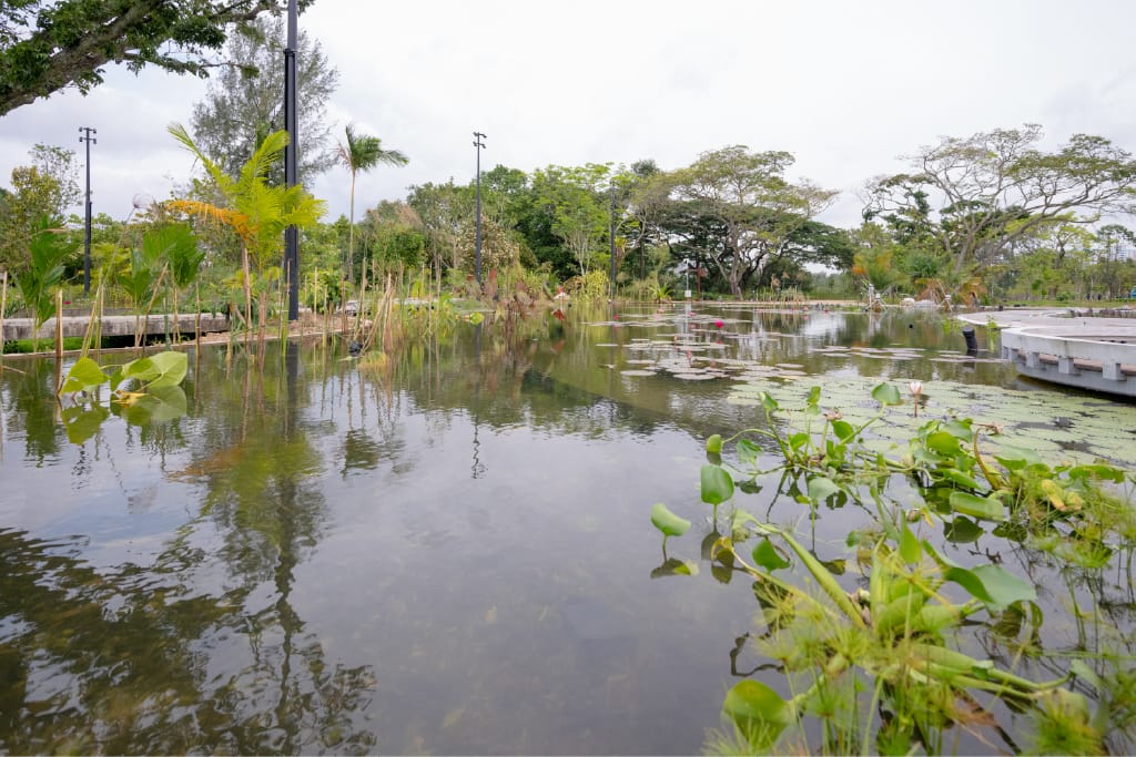 A tranquil pond with lily pads and tall reeds, surrounded by diverse, lush vegetation and distant trees.