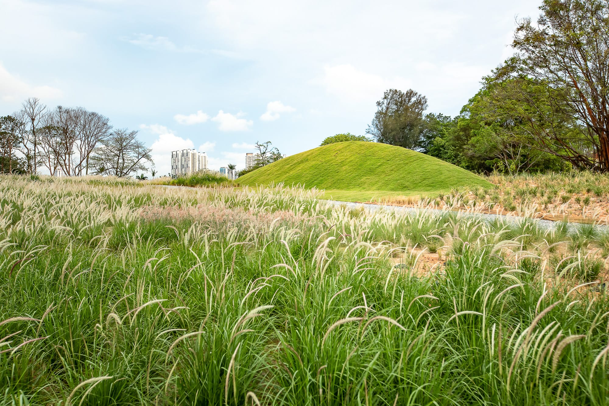 A grassy field with tall plants and a green hill, surrounded by trees and buildings in the background.