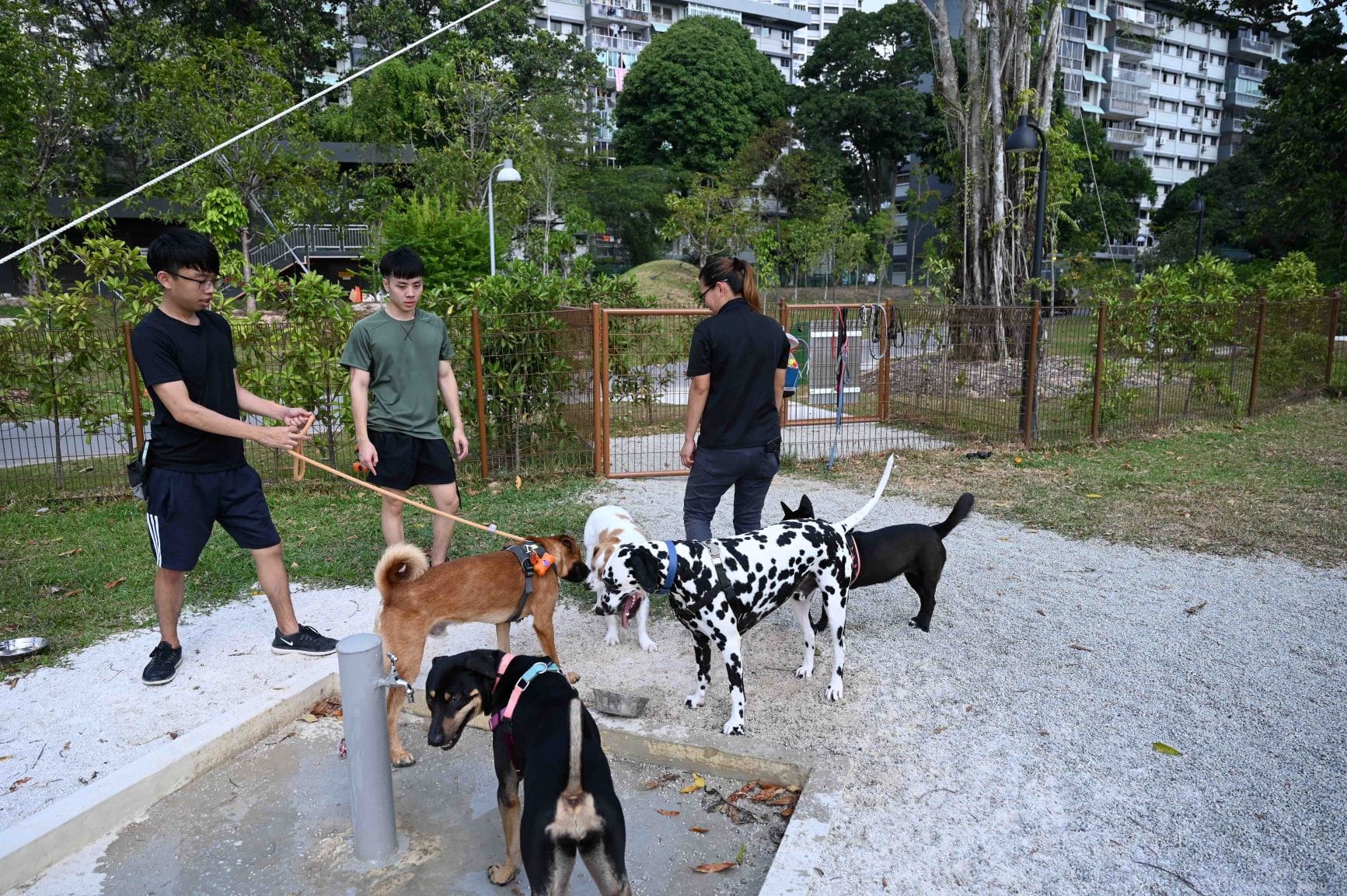 Three people supervise four dogs near a water fountain in a dog park with green foliage and apartment buildings in the background.