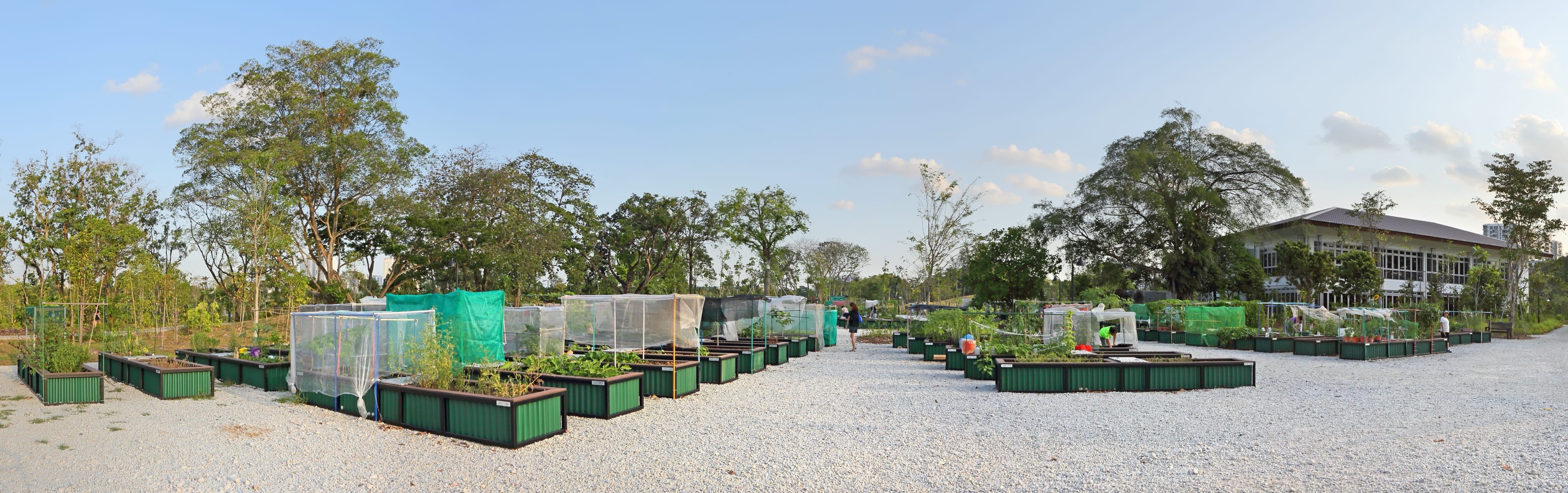A community garden with raised beds and netting, surrounded by trees and a modern building in the background.