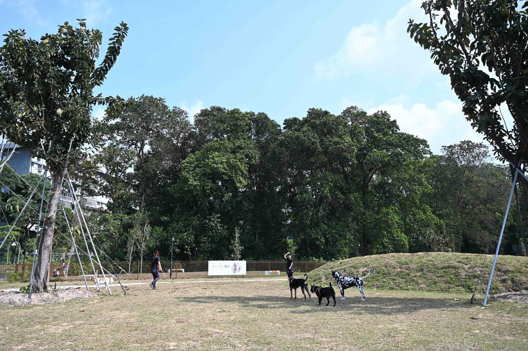 People with three dogs in a grassy area, large trees in the background, and a clear blue sky.