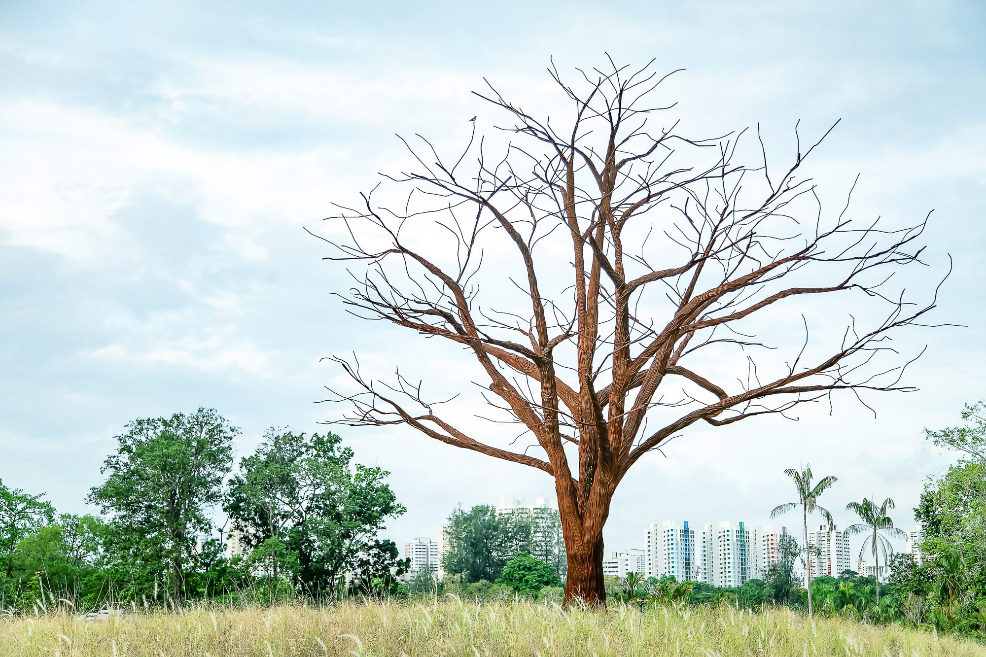 A large leafless tree stands in a grassy field, with green trees and buildings visible in the background.