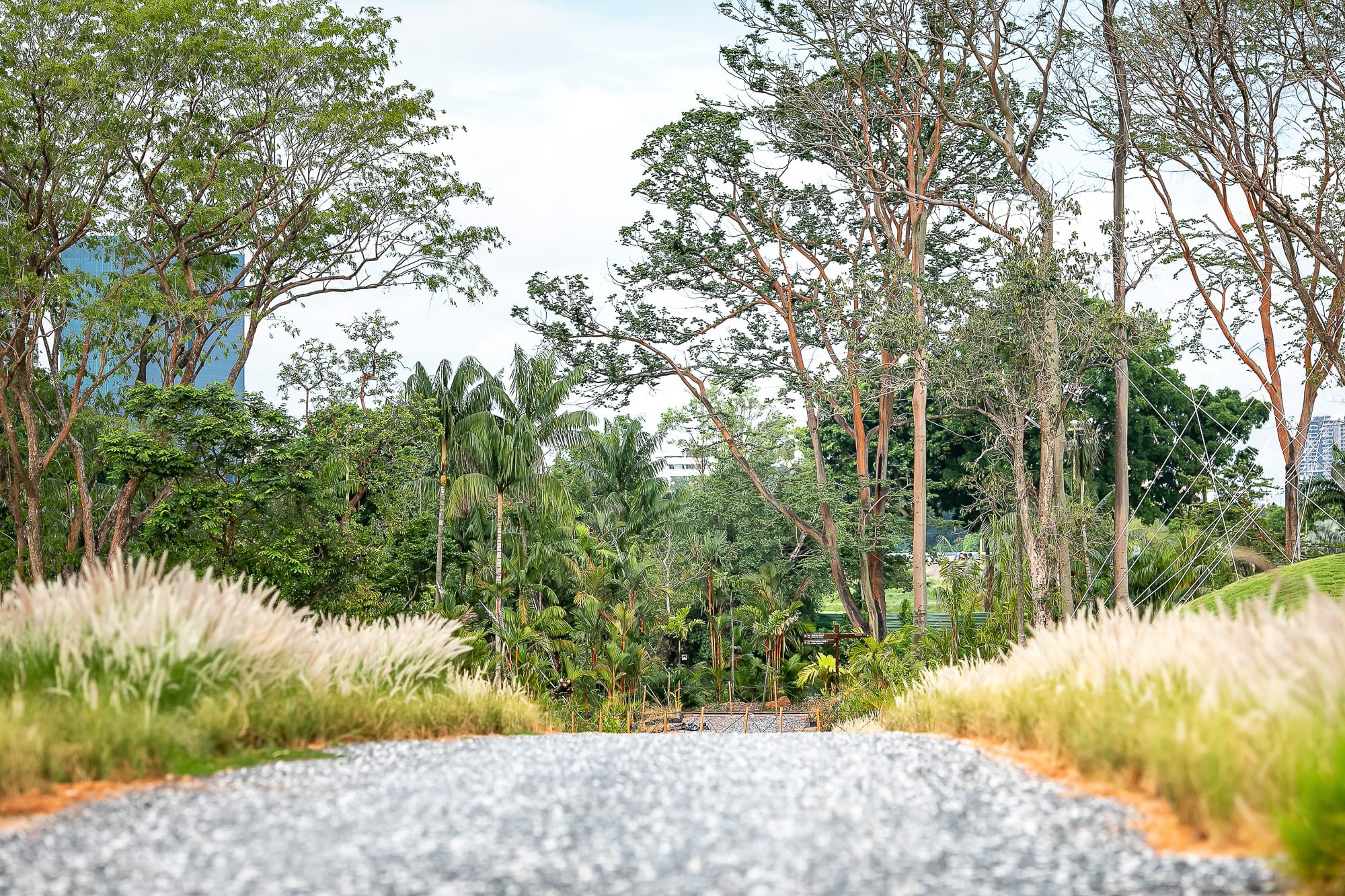 A gravel road leads into a lush, green forest with tall trees and grasses on either side.