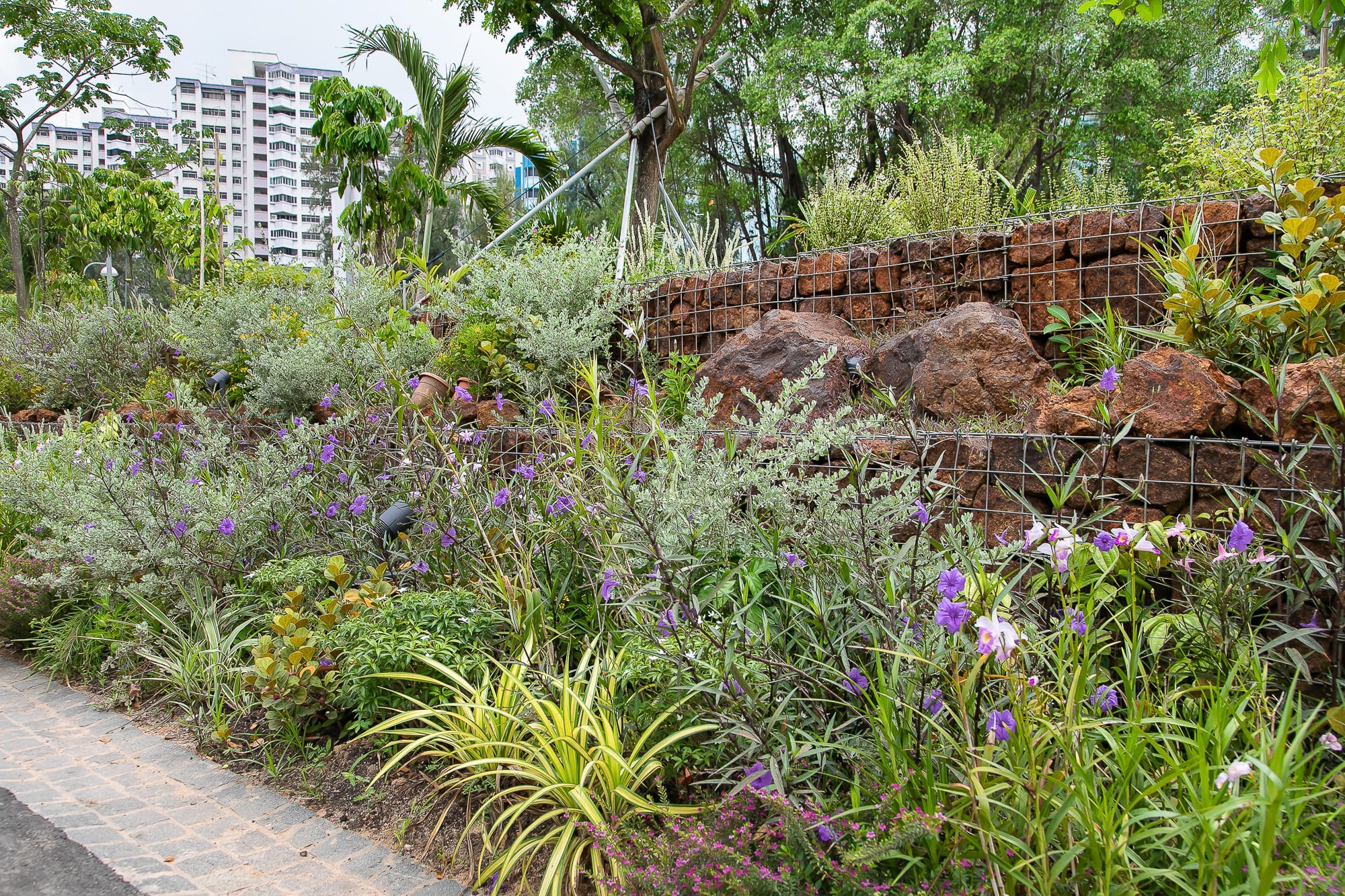 A garden with various green plants and purple flowers, next to a rock wall, with buildings visible in the background.
