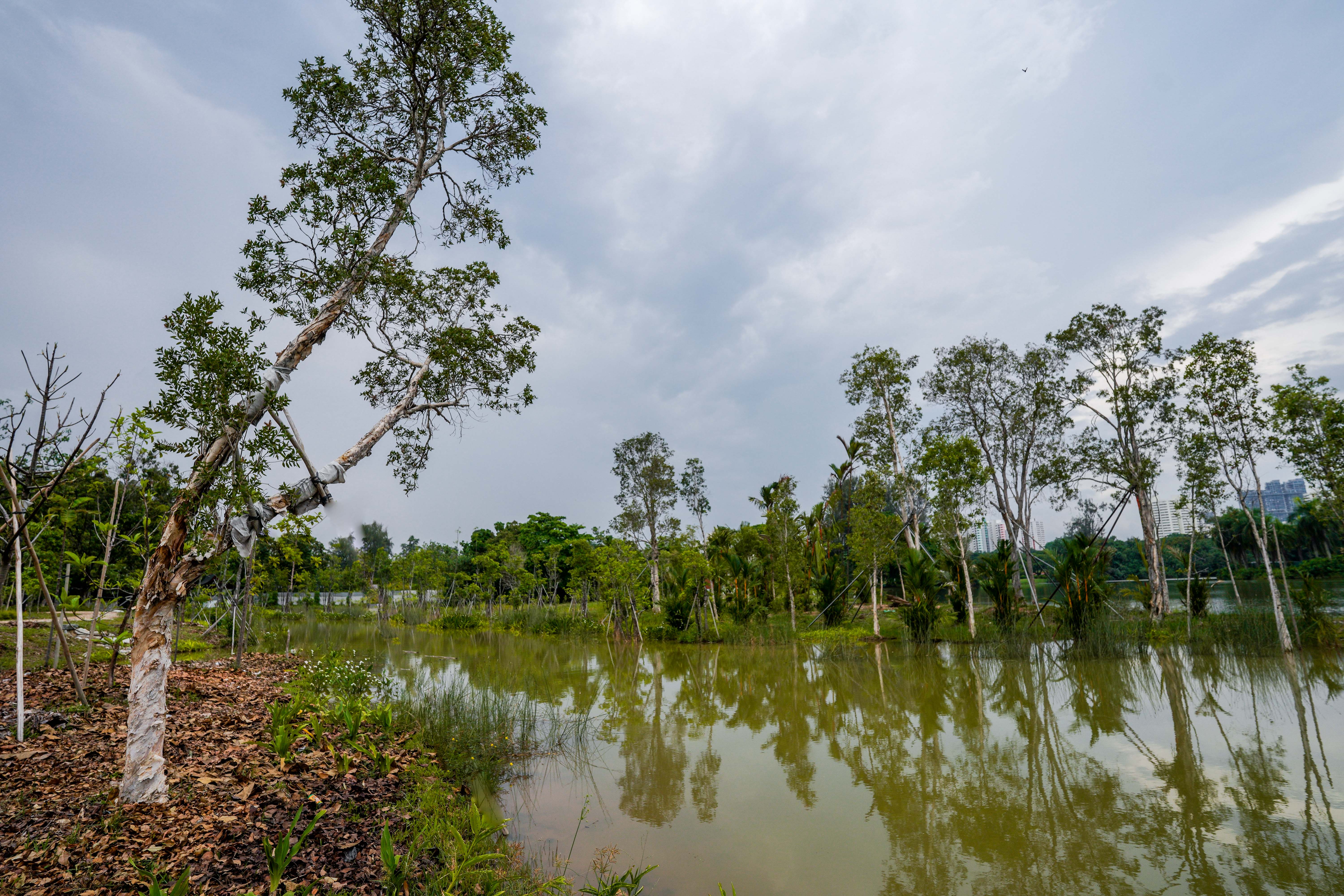 Trees stand beside a calm, reflective waterbody under a cloudy sky, with some trees having support ties.