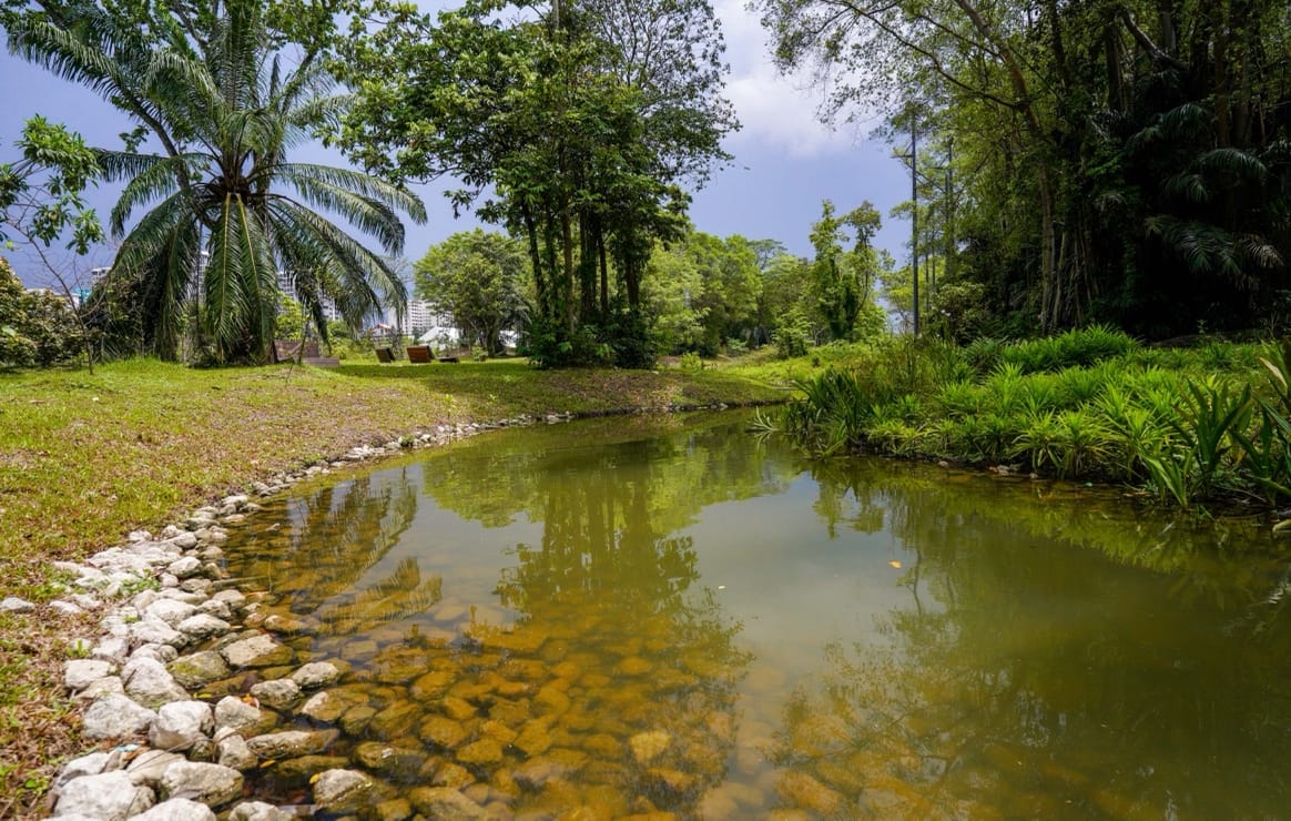 A serene pond surrounded by lush greenery and trees with a clear blue sky in the background.