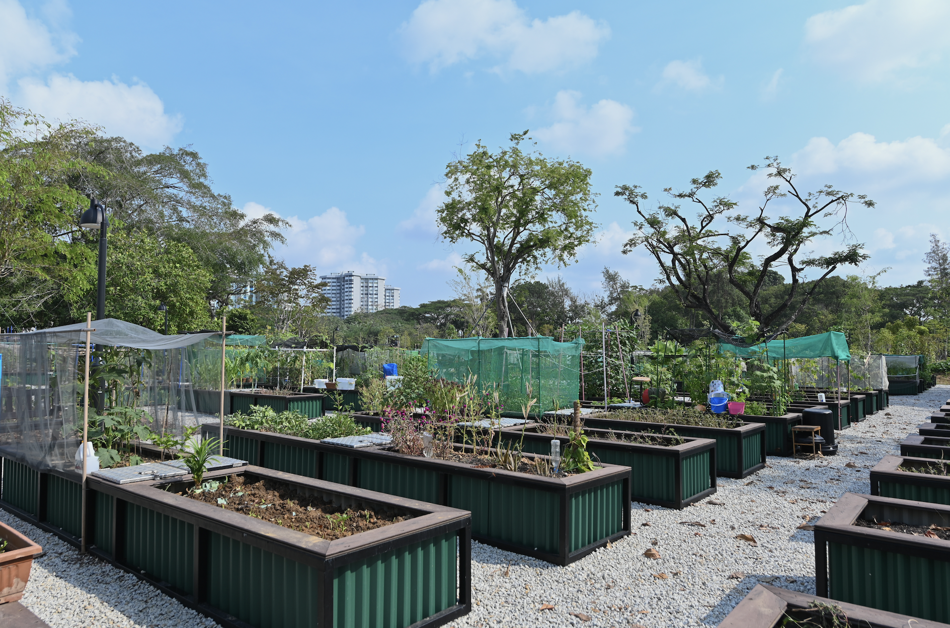 A community garden with green raised beds, trees, and buildings in the background under a blue sky with scattered clouds.