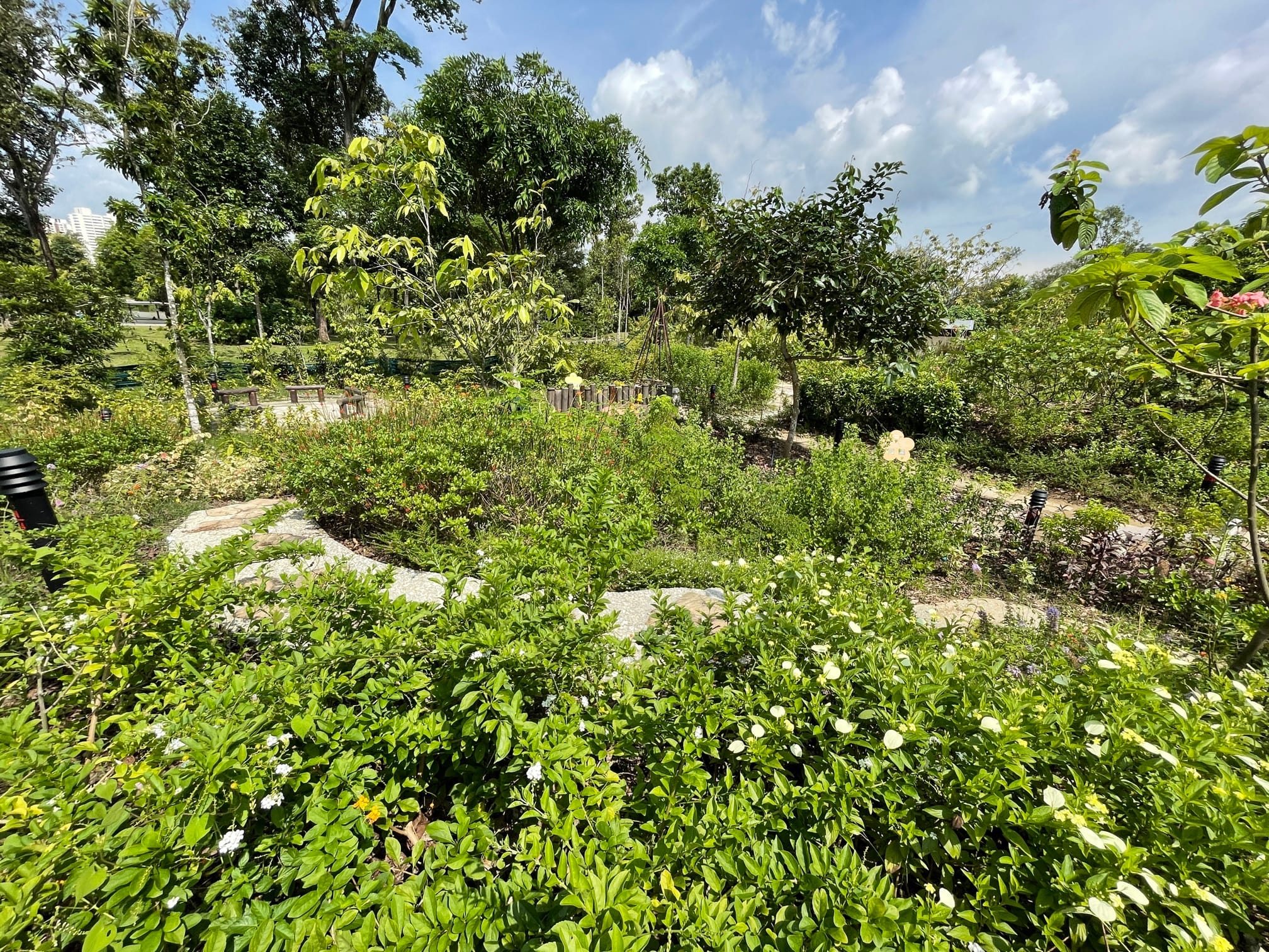 A lush garden on a sunny day with various green plants, trees, and winding stone paths.