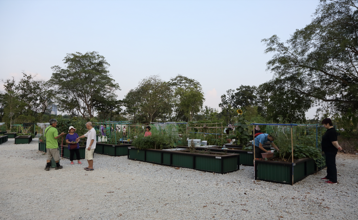 People are gathered around raised garden beds in an outdoor community garden with trees in the background.