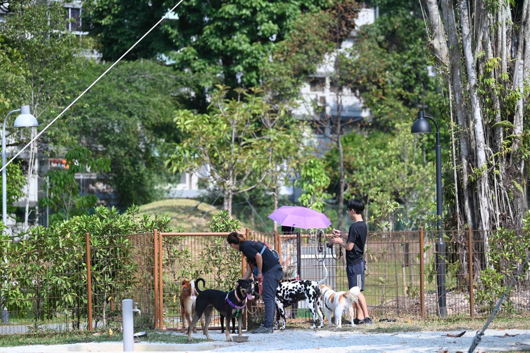 Two people with several dogs stand near a fenced area in a park, one holding a purple umbrella.