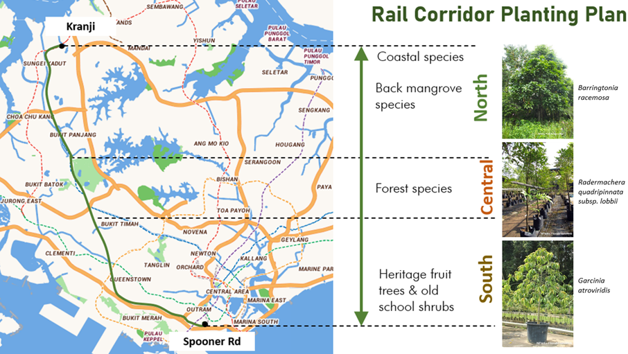 A map showing the Rail Corridor and planting plans for different species along North, Central, and South regions.