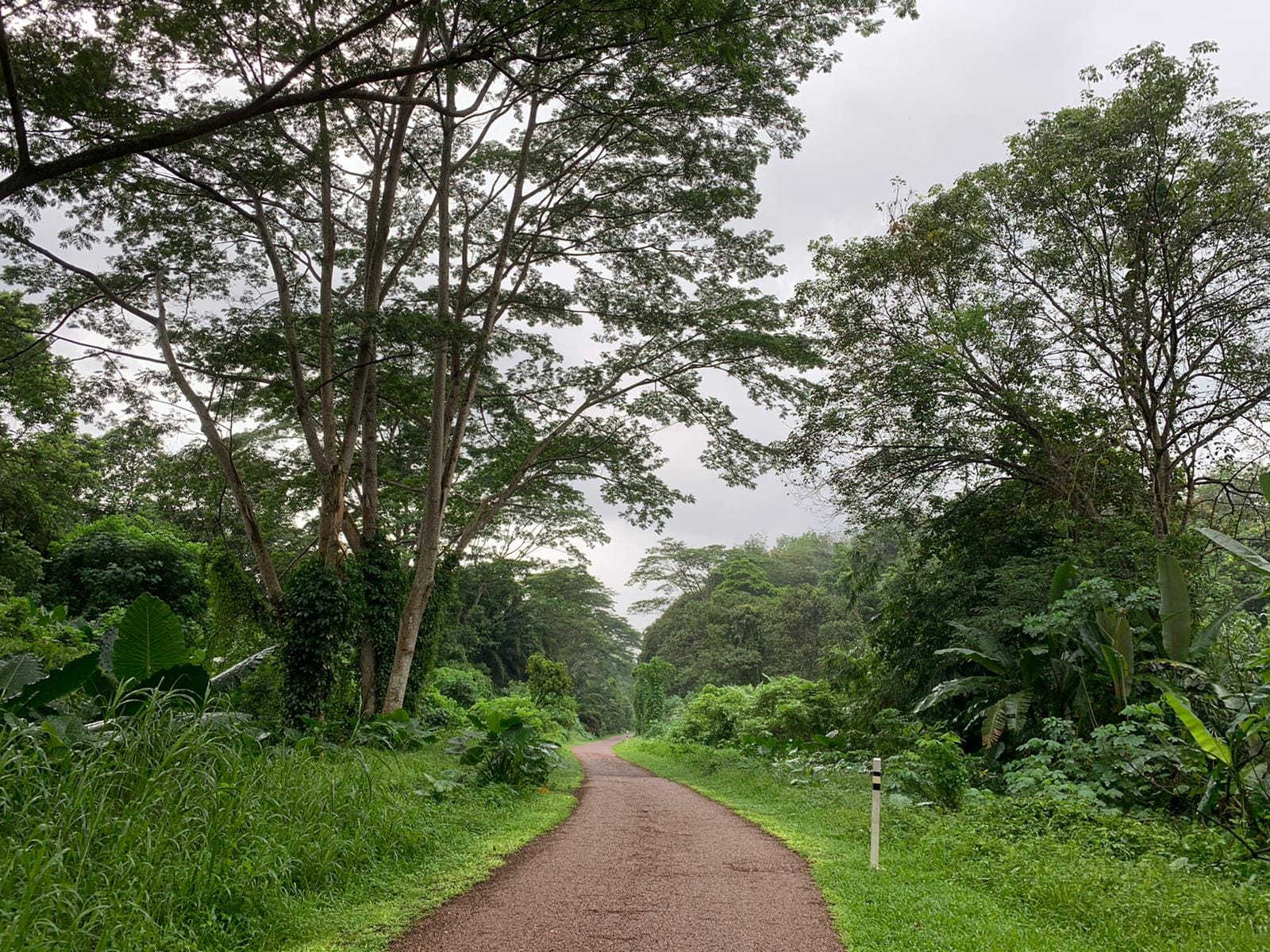 A pathway curves through lush greenery and tall trees under a cloudy sky.
