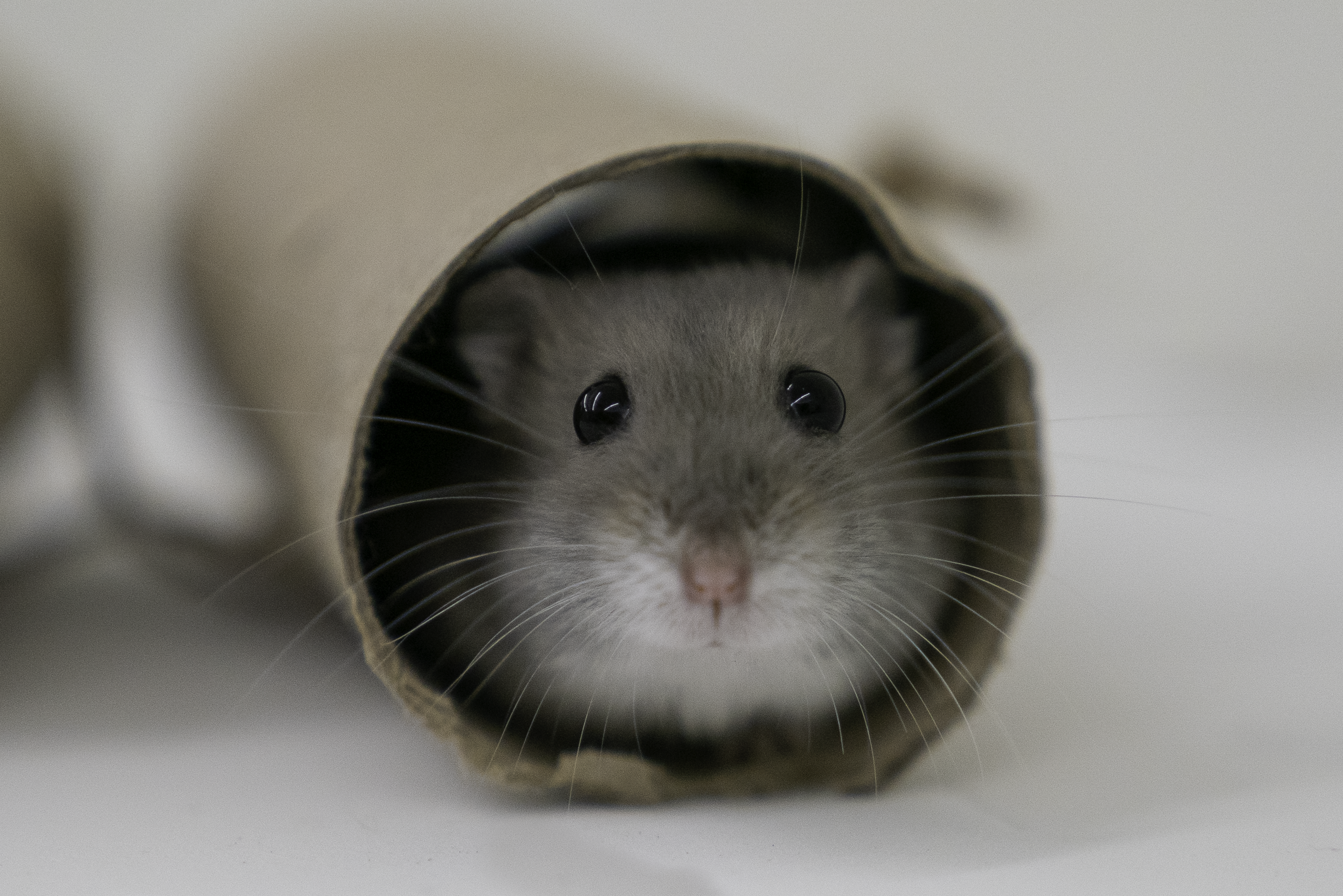 A small grey hamster with dark eyes peers out from inside a paper tube.