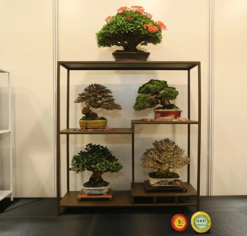 5 small bonsai on a shelf