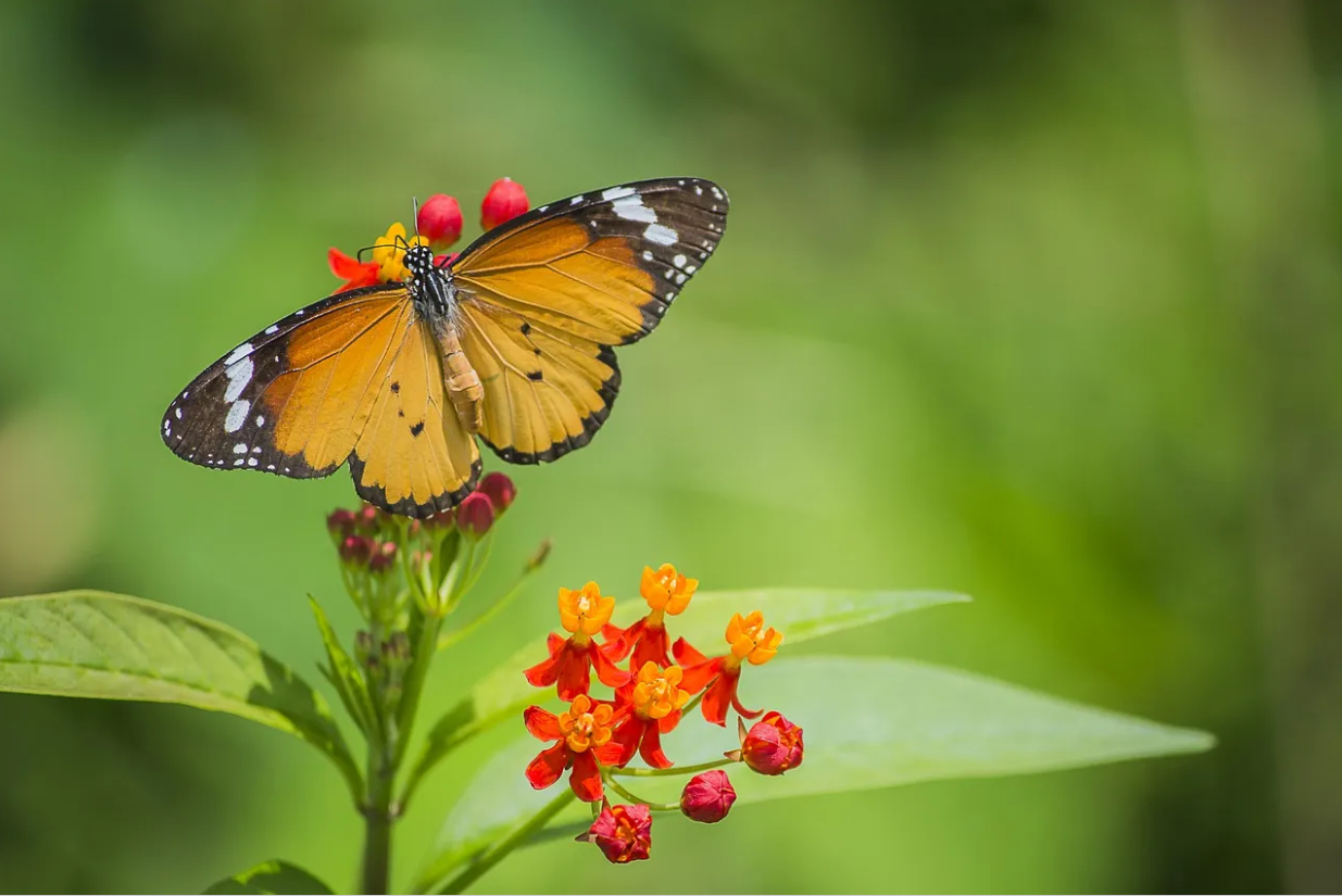 A butterfly with orange and black wings sits on small red and orange flowers against a blurred green background.