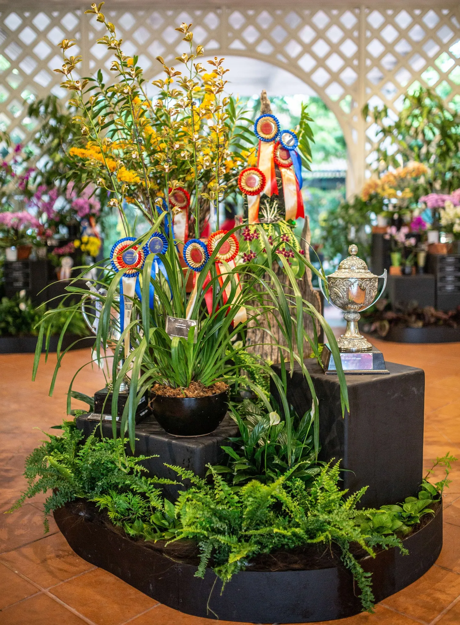 Photograph of the winning orchids