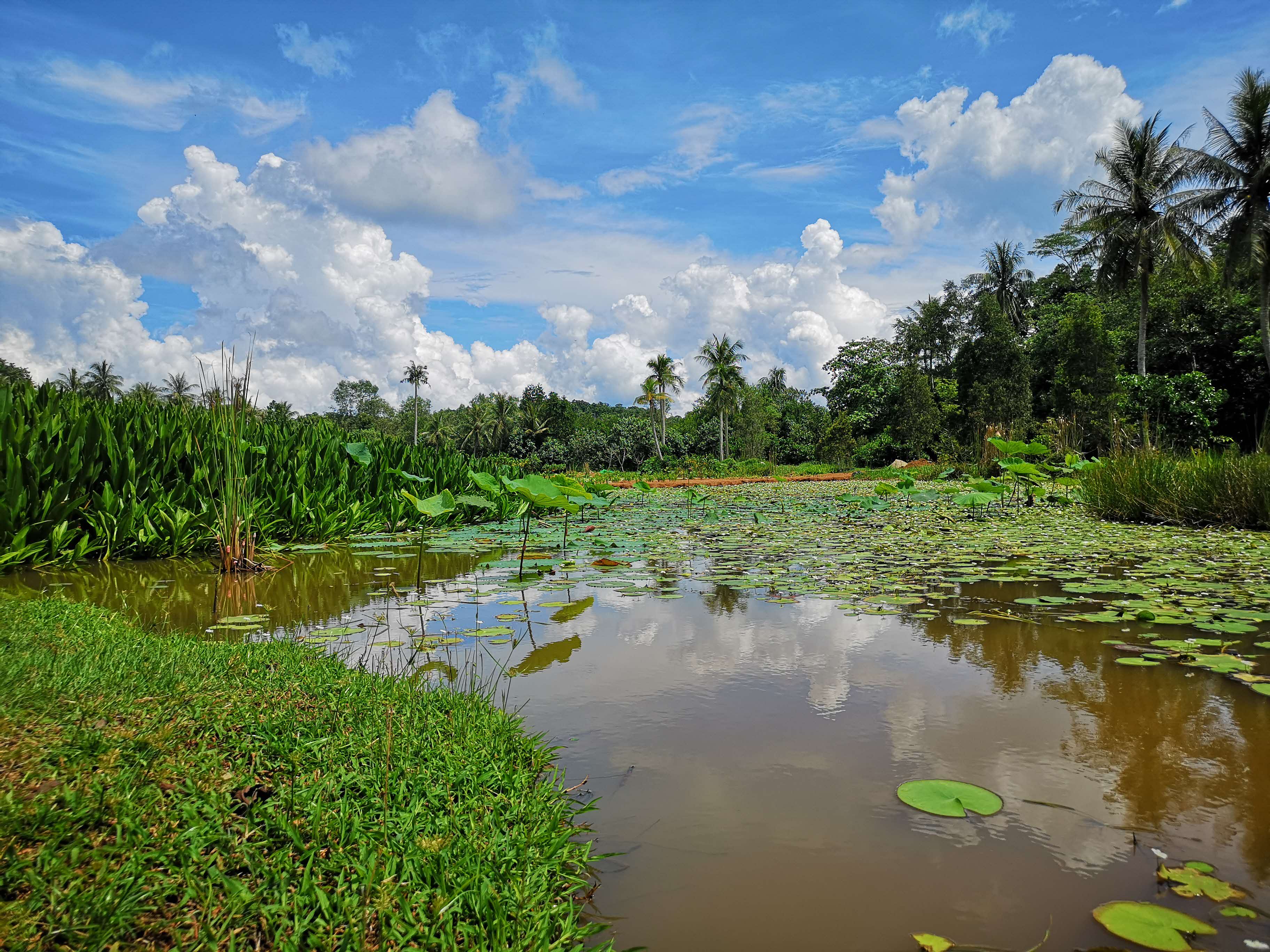 water lilies of sensory trail pond, once a prawn farm pond