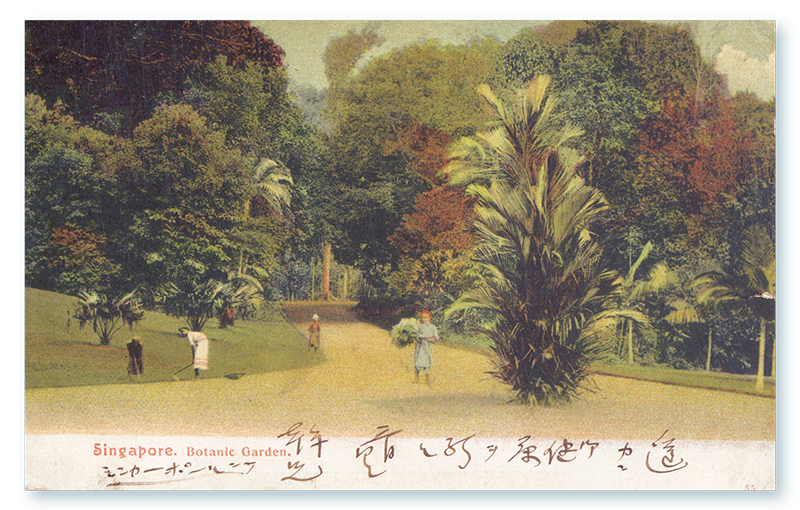 This postcard featuring the Botanic Gardens was addressed to T. Matsuki in Tokyo. The brief message on the front of the postcard says that the sender is writing from “far away” and that the picture is of Singapore. Postmarked 15 March 1906 (Singapore); 19 March 1906 (Hong Kong); 24 March 1906 (Tokyo). Accession no.: B32440324K_0011.