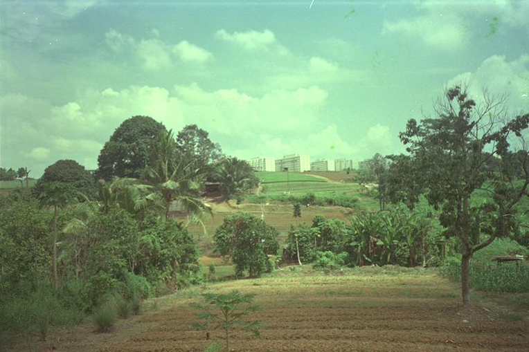 Vegetable plots at Jalan Gambas with Housing and Development Board (HDB) flats in the background, 1986. Courtesy of National Archives of Singapore.