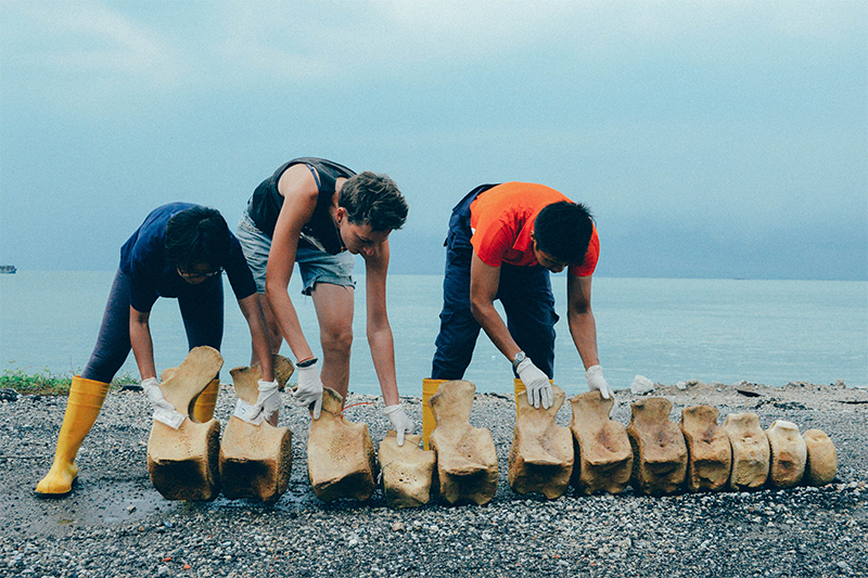 A check of vertebral positions and accuracy of accompanying labels before moving the bones of the sperm whale to the Lee Kong Chian Natural History Museum, 2015. Courtesy of Lee Kong Chian Natural History Museum, Faculty of Science, National University of Singapore.