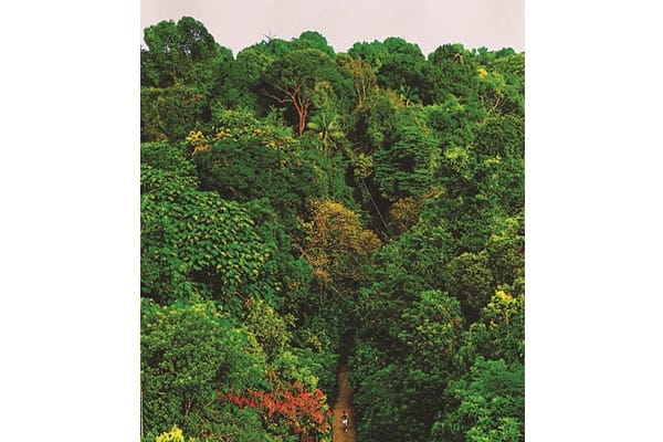 View from Jelutong Tower in the Central Catchment Nature Reserve. This reserve, along with Bukit Timah Nature Reserve, Sungei Buloh Wetland Reserve and Labrador Nature Reserve, make up the four main nature reserves in Singapore. Image reproduced from Chua, E.K. (2015). Rainforest in a City (p. 21). Singapore: Simply Green. Collection of the National Library, Singapore. (Call no.: RSING 577.34095957 CHU).